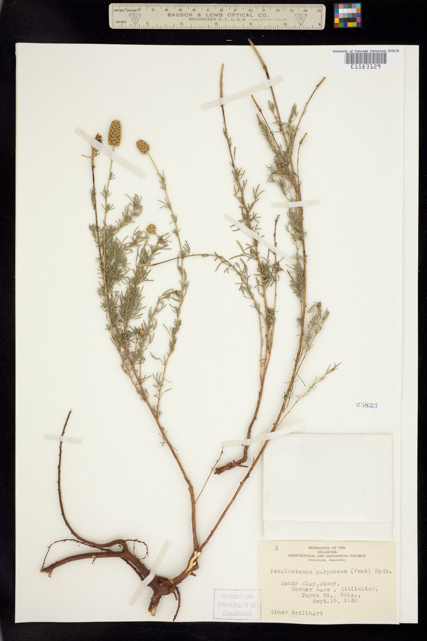 Dalea purpurea image