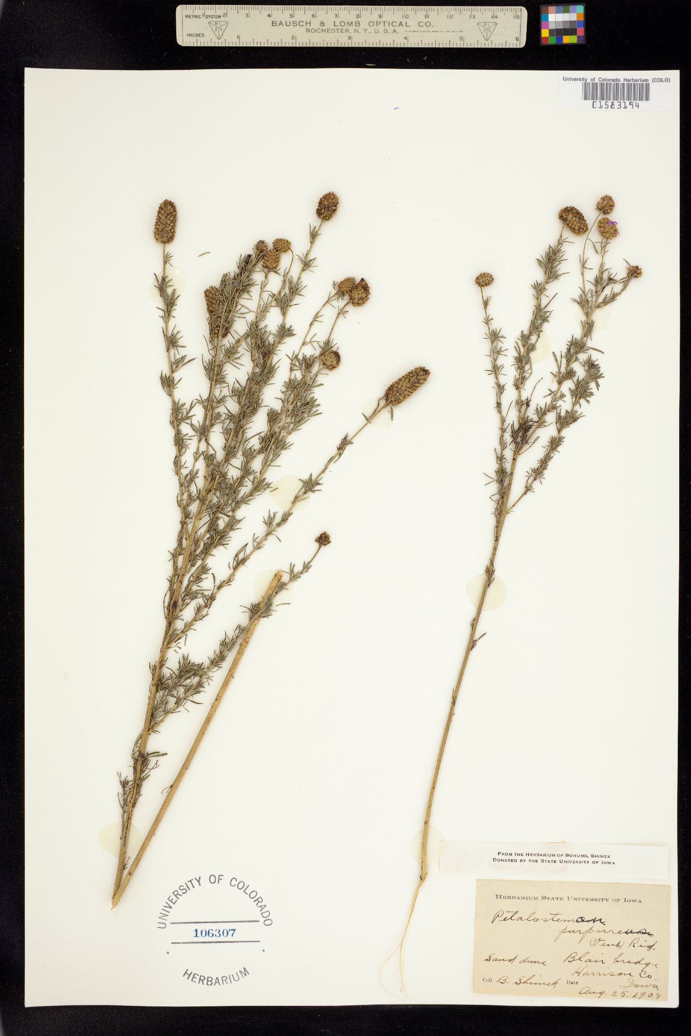 Dalea purpurea image
