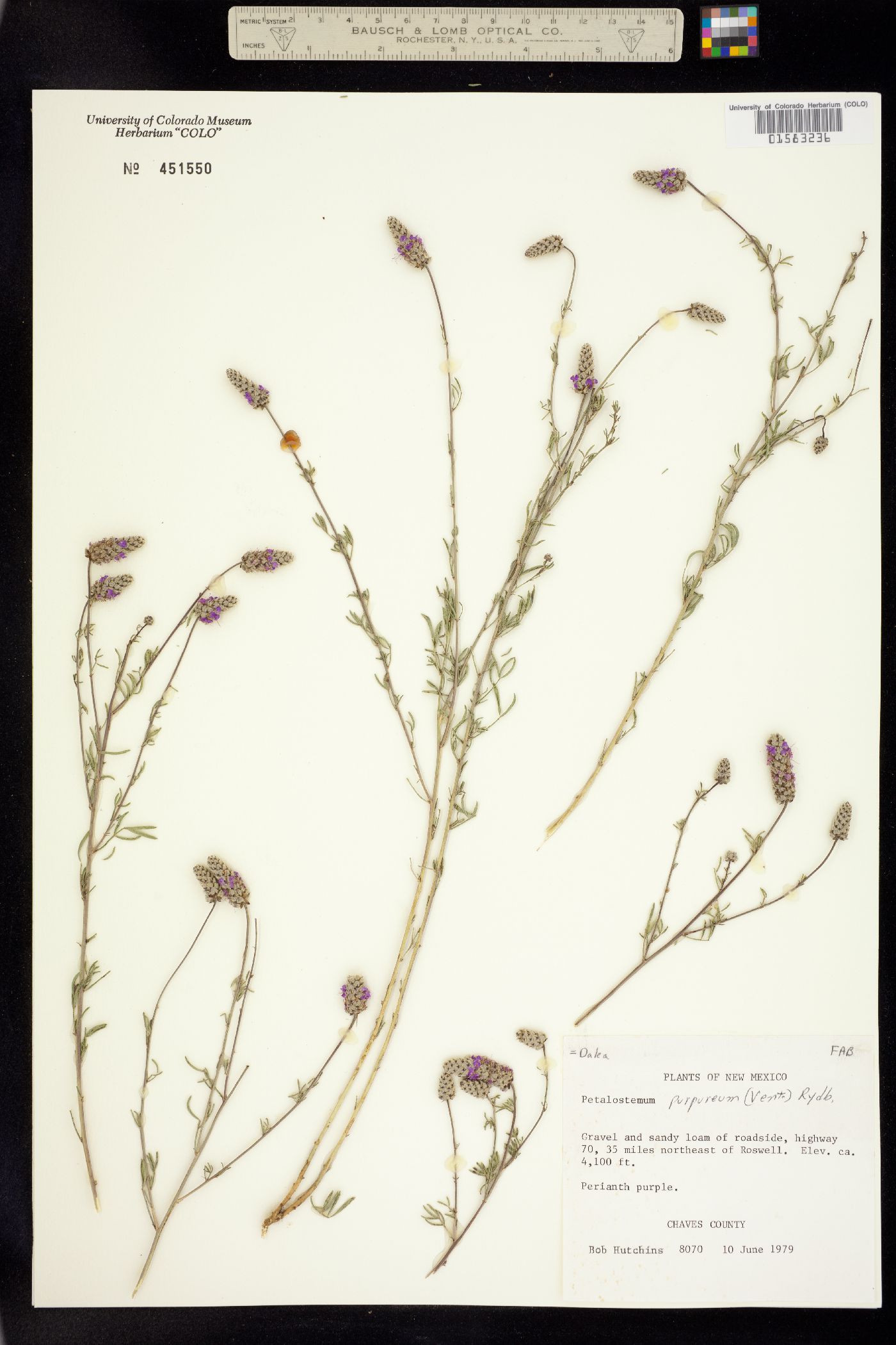 Dalea purpurea image