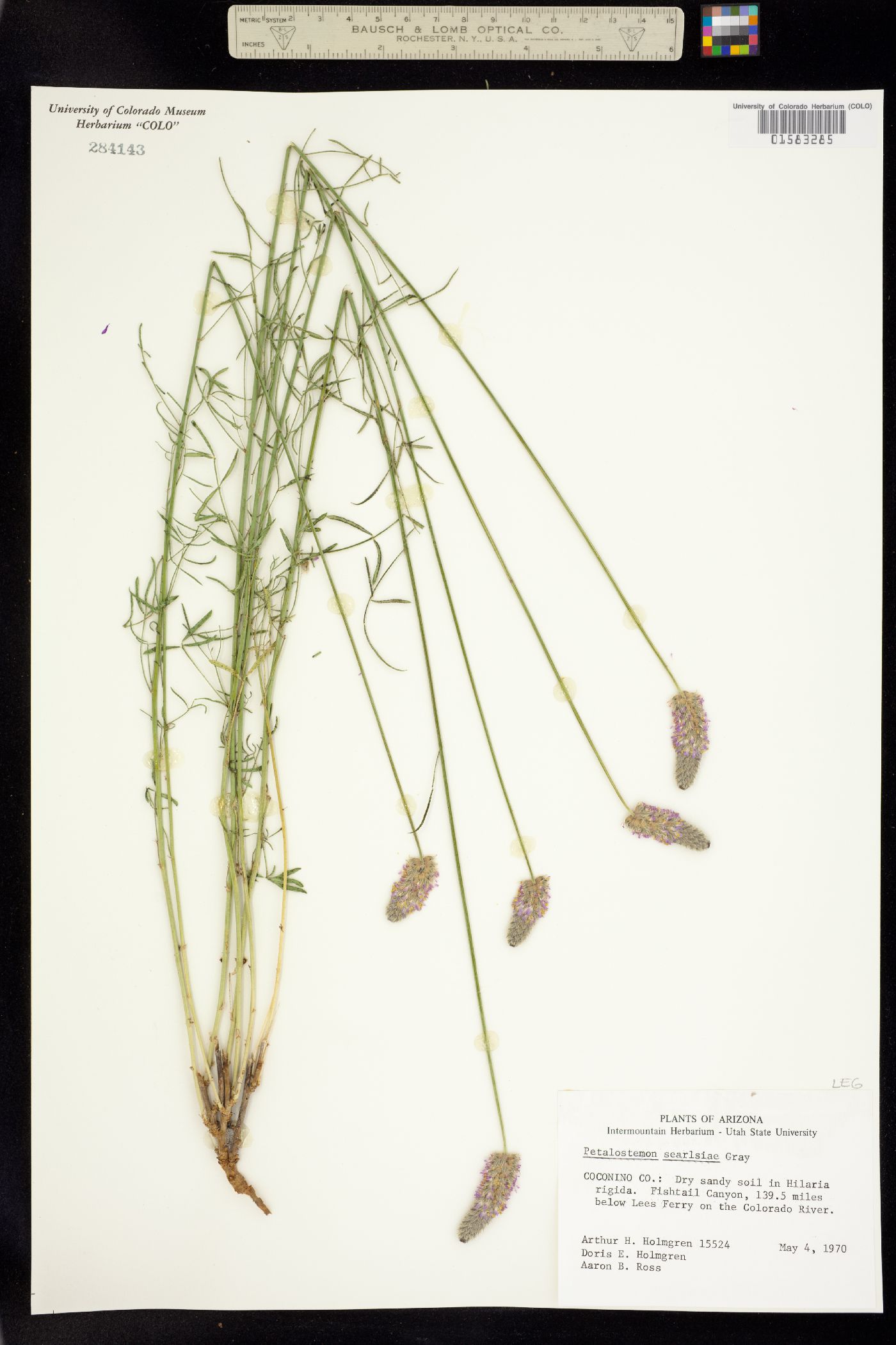 Dalea searlsiae image