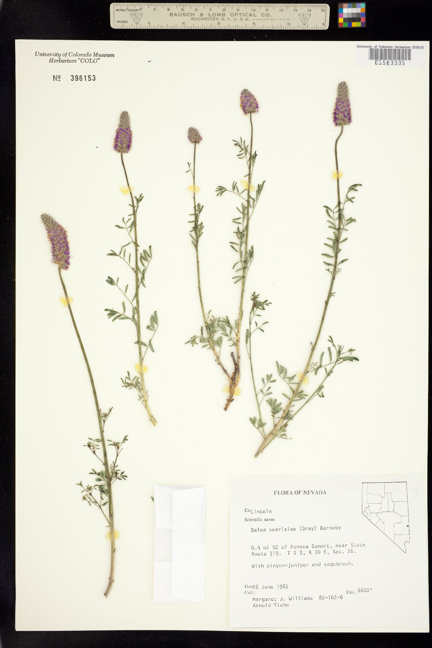 Dalea searlsiae image