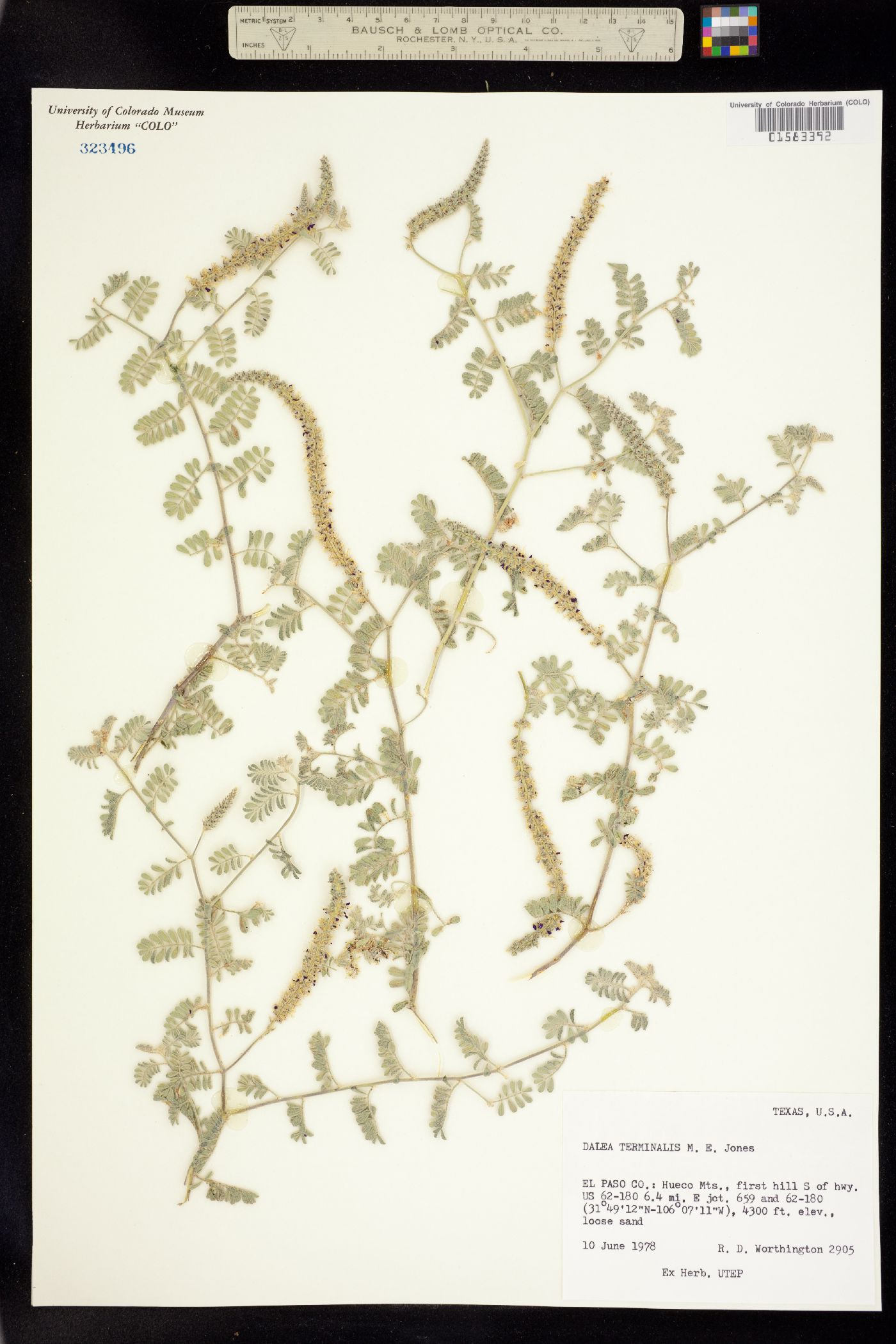 Dalea lanata var. terminalis image