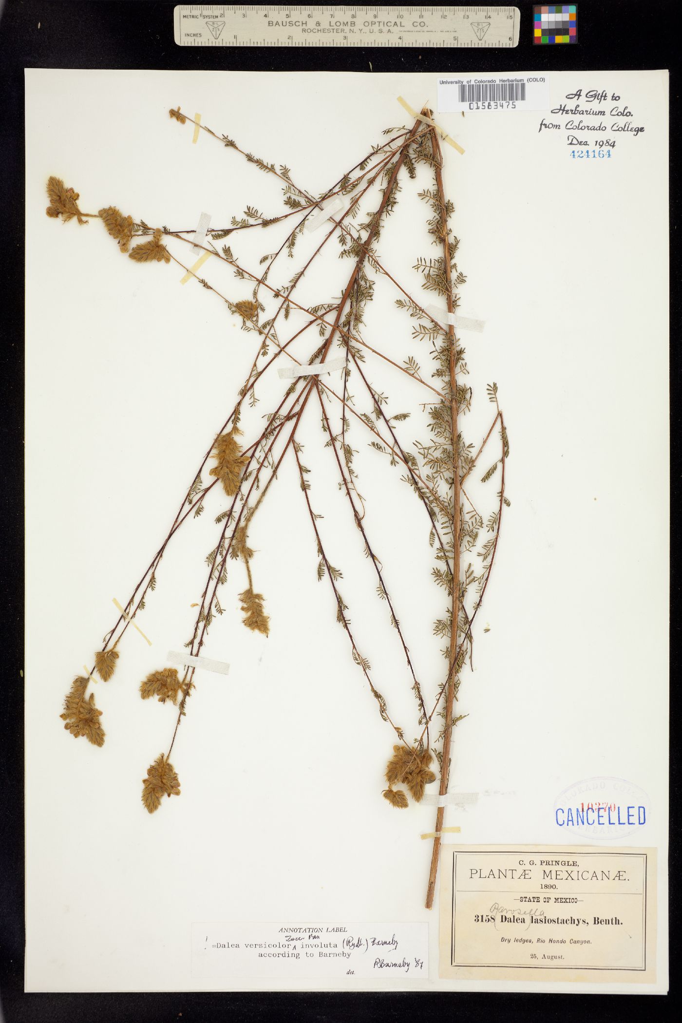 Dalea versicolor image