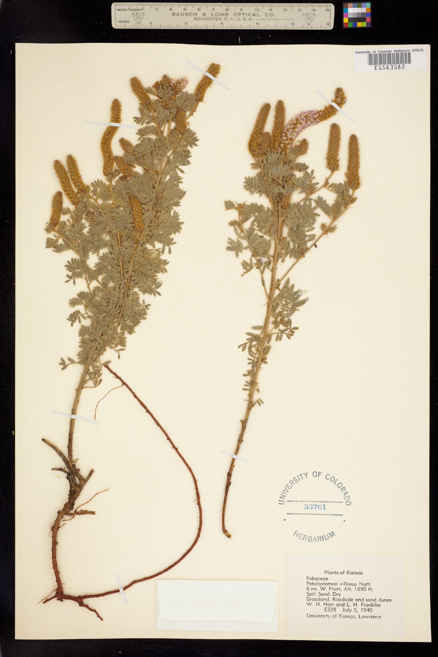 Dalea villosa image