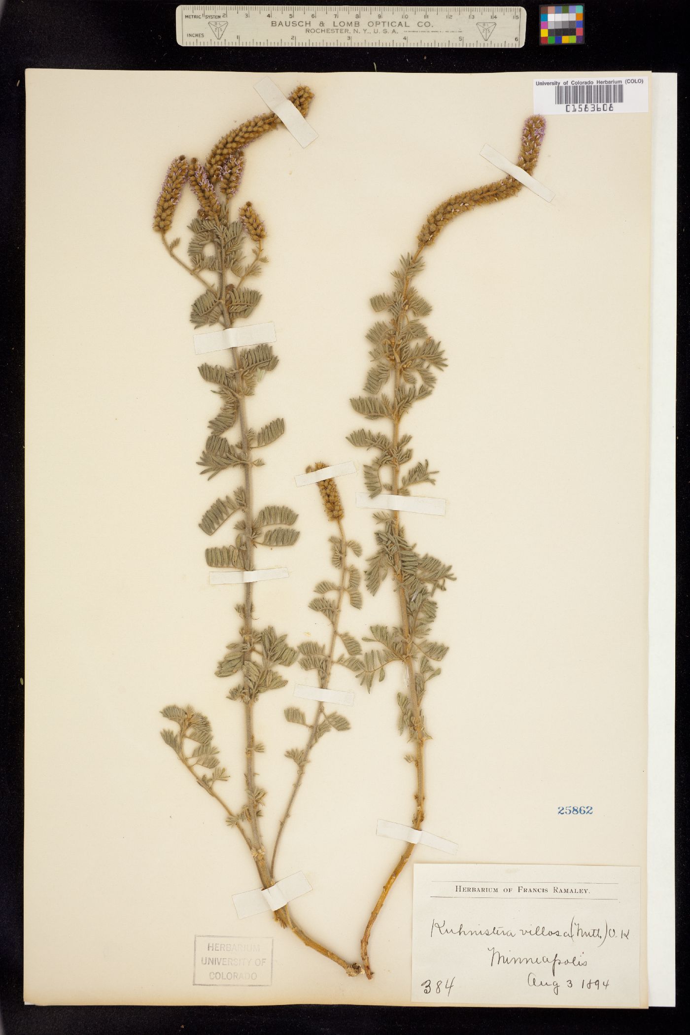 Dalea villosa image