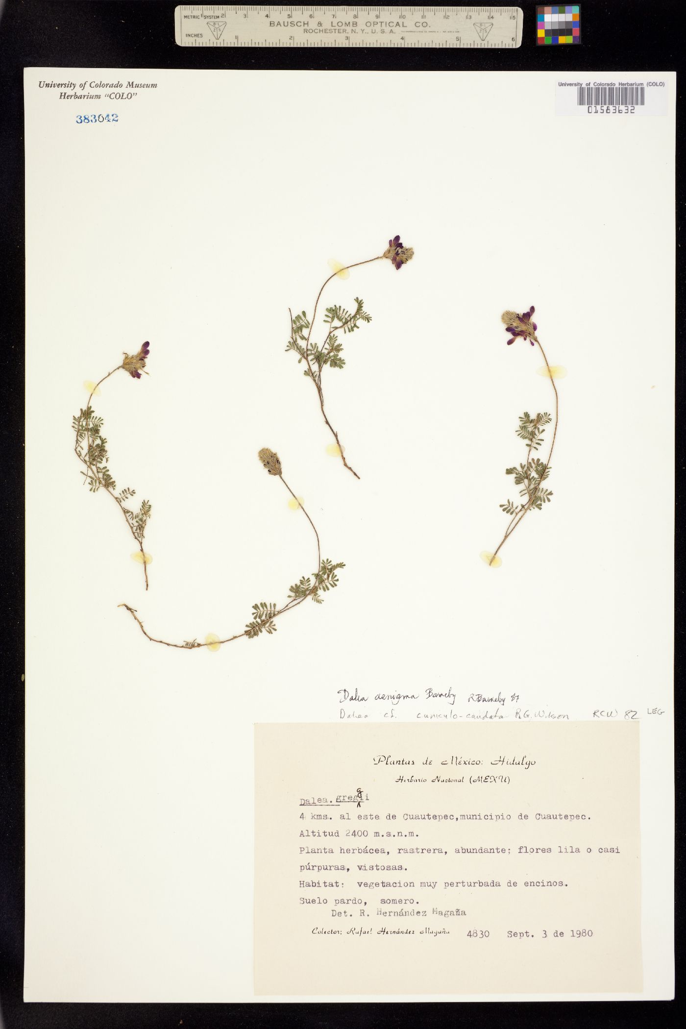 Dalea aenigma image