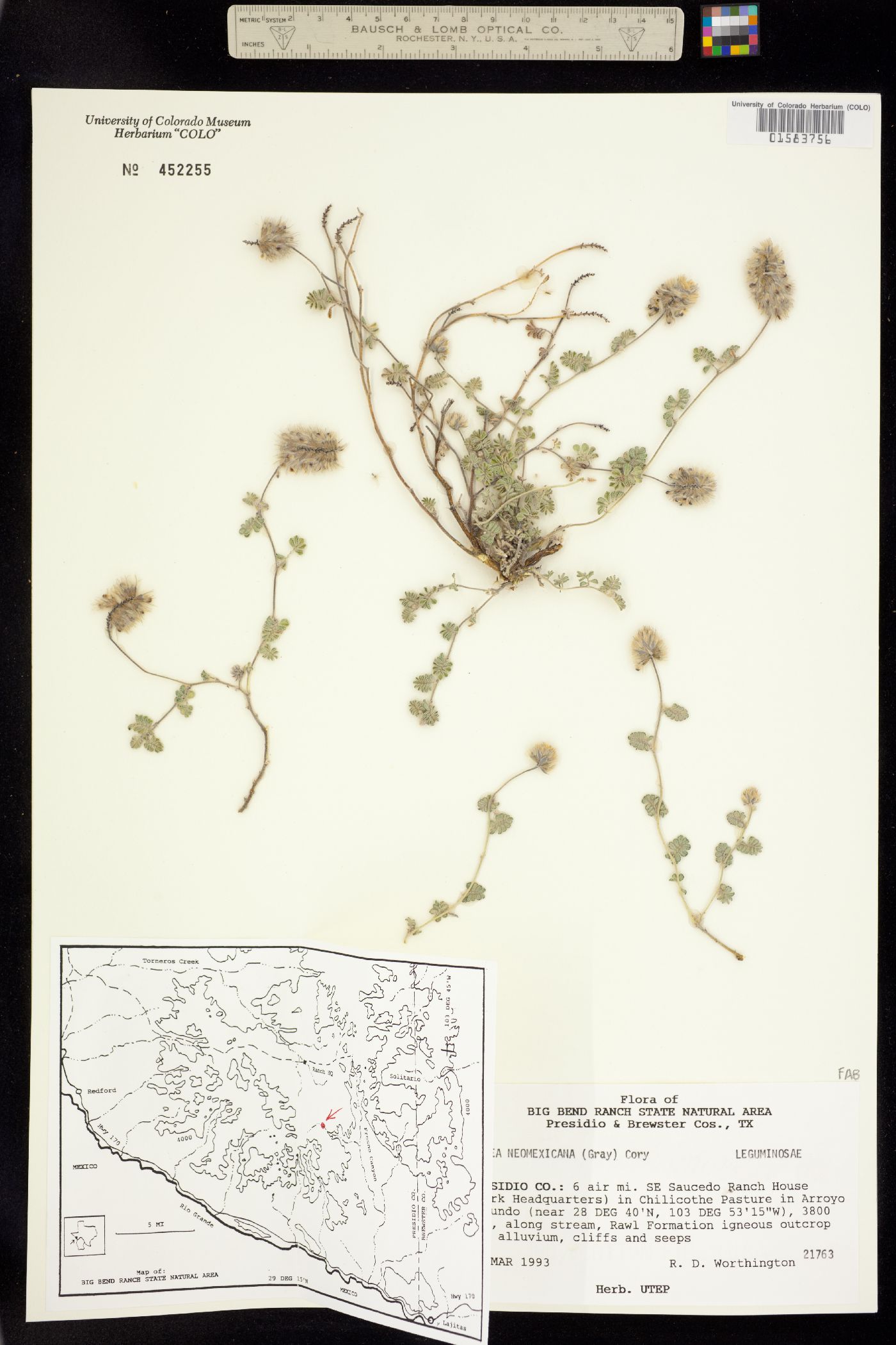 Dalea neomexicana image