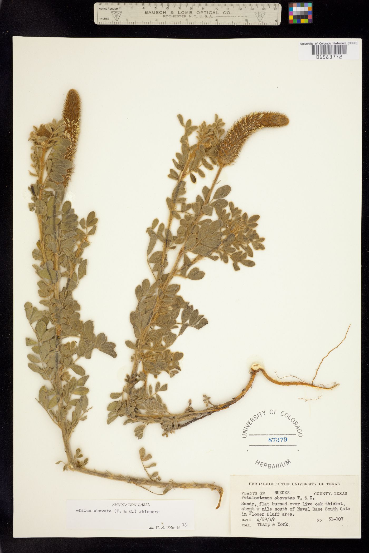 Dalea obovata image