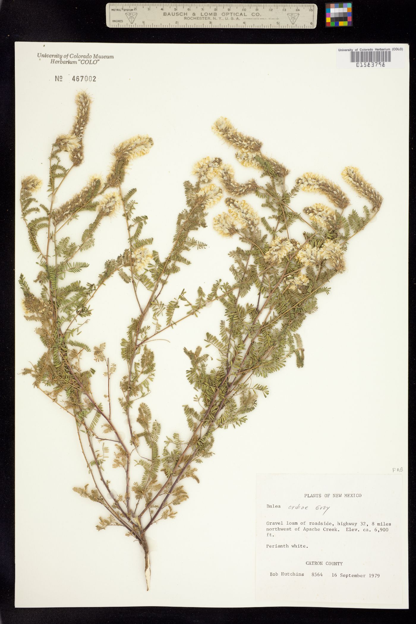 Dalea albiflora image