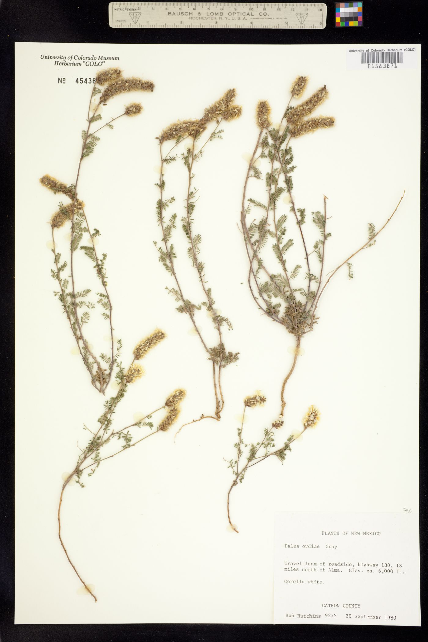 Dalea albiflora image