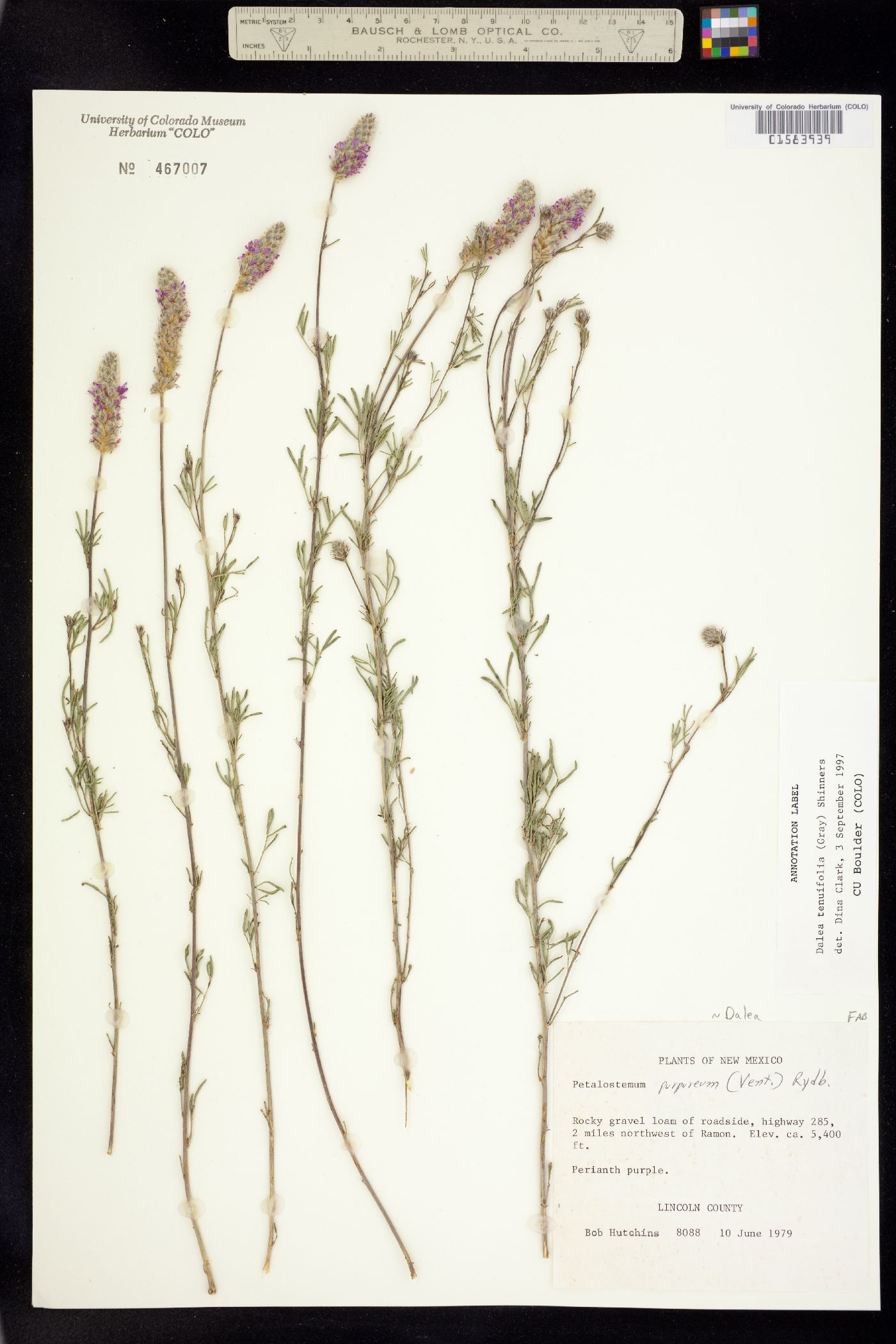 Dalea tenuifolia image