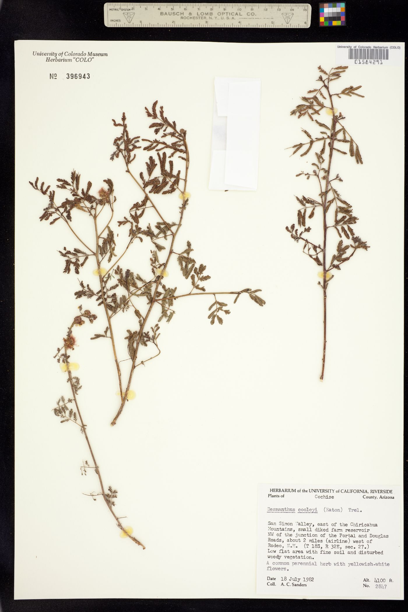 Desmanthus cooleyi image