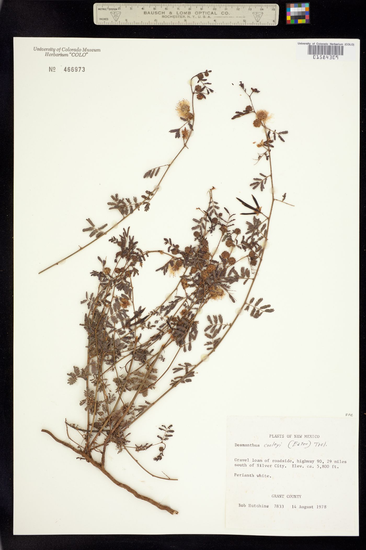 Desmanthus cooleyi image