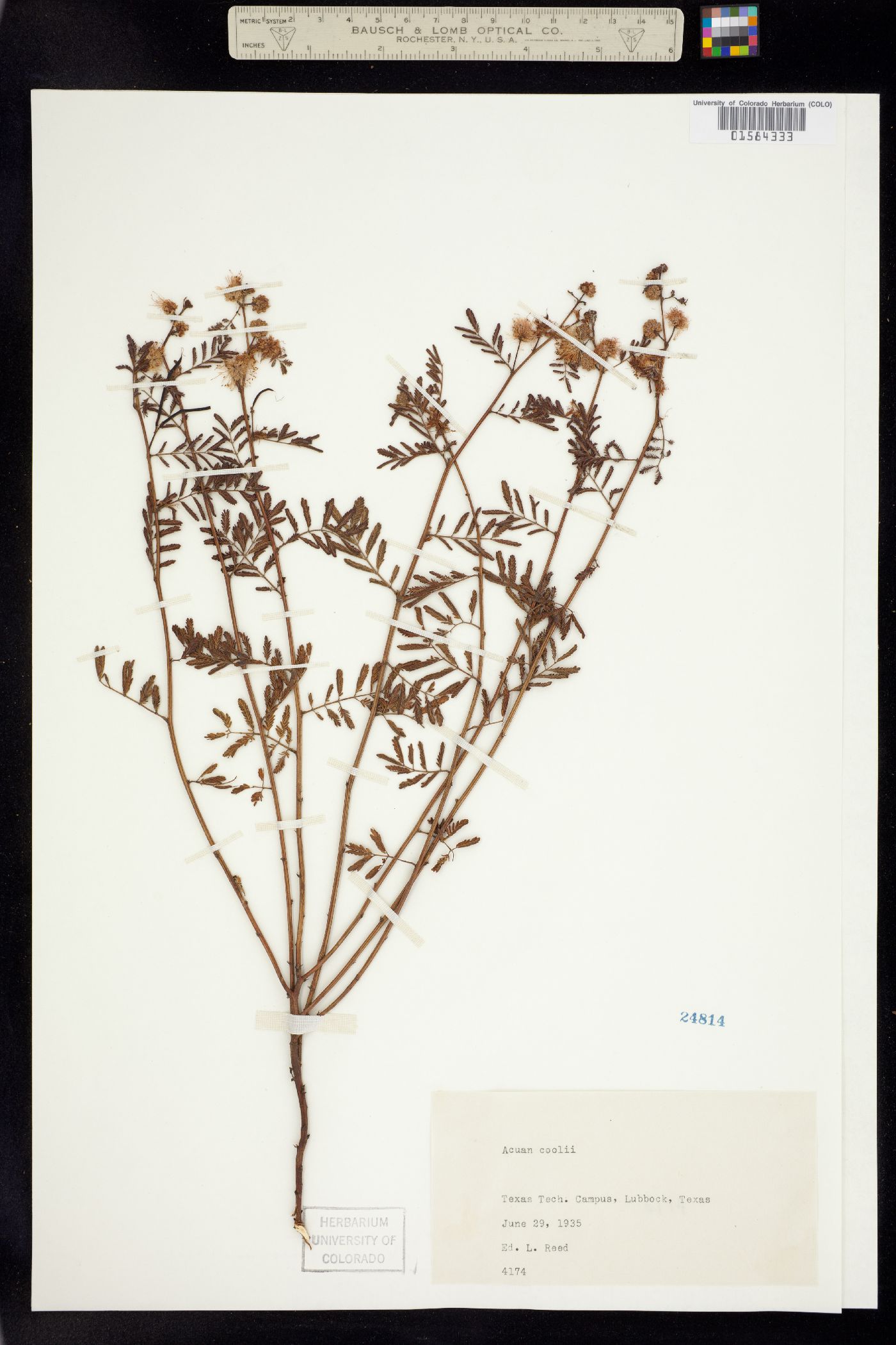 Desmanthus cooleyi image