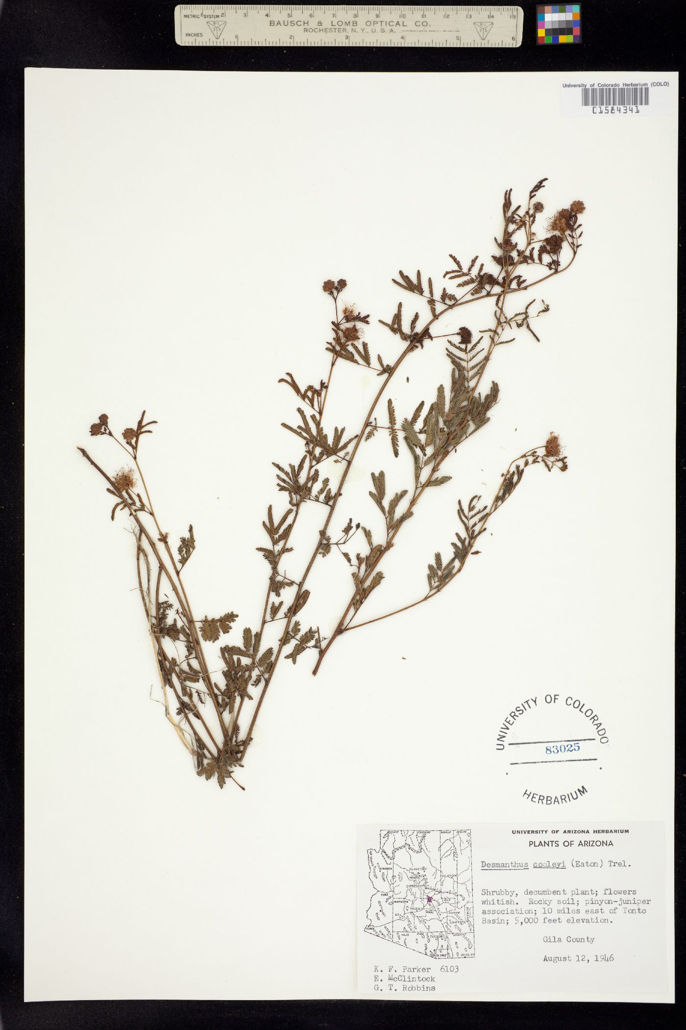 Desmanthus cooleyi image