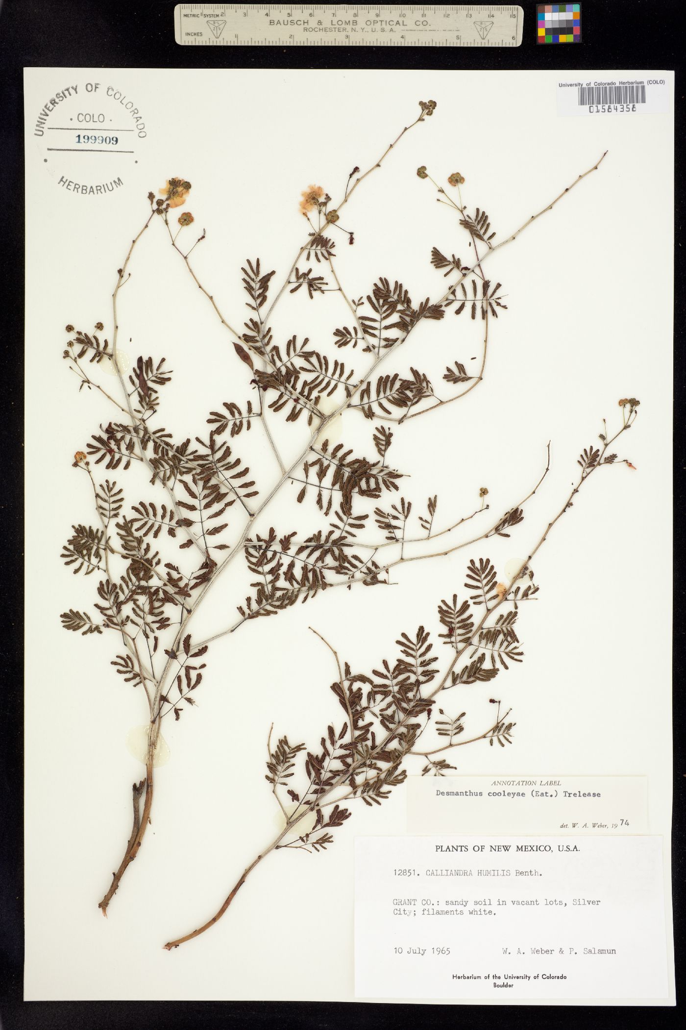 Desmanthus cooleyi image