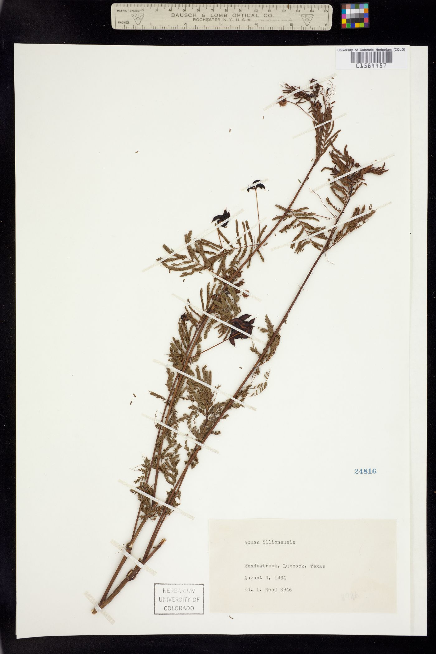 Desmanthus illinoensis image
