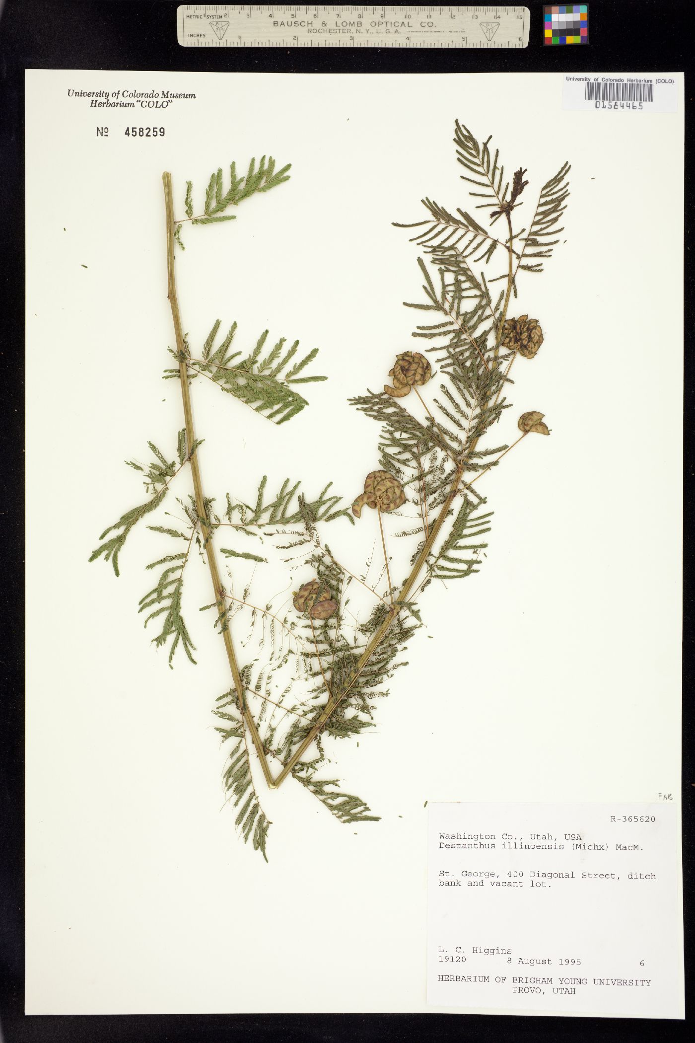Desmanthus illinoensis image