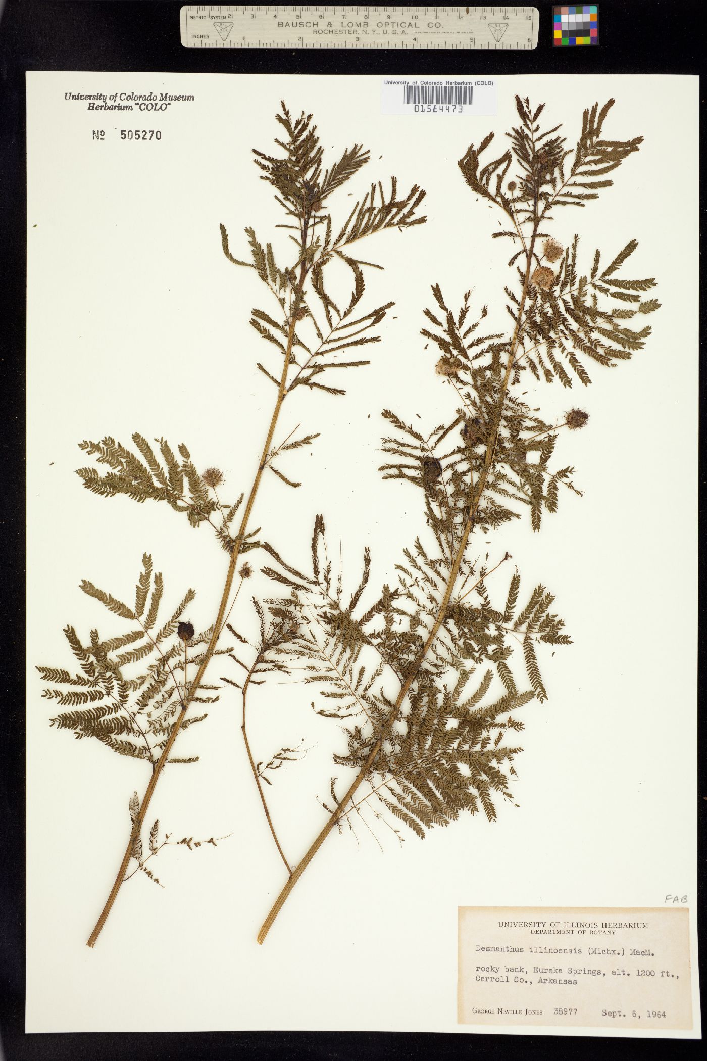Desmanthus illinoensis image