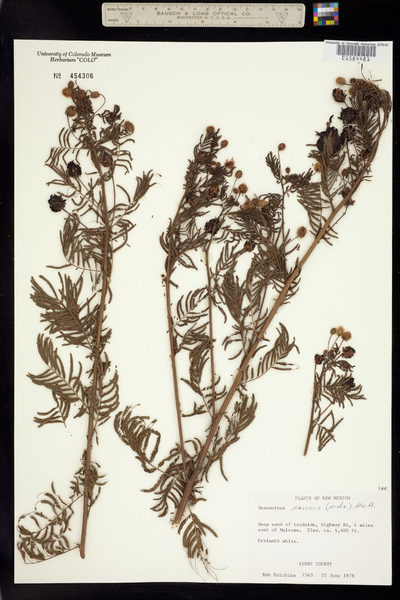 Desmanthus illinoensis image