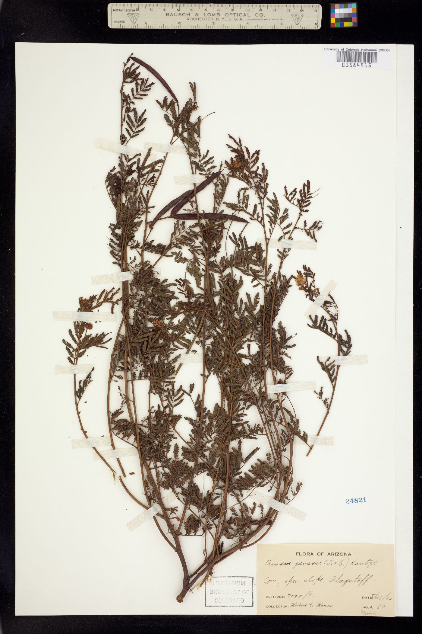 Desmanthus illinoensis image