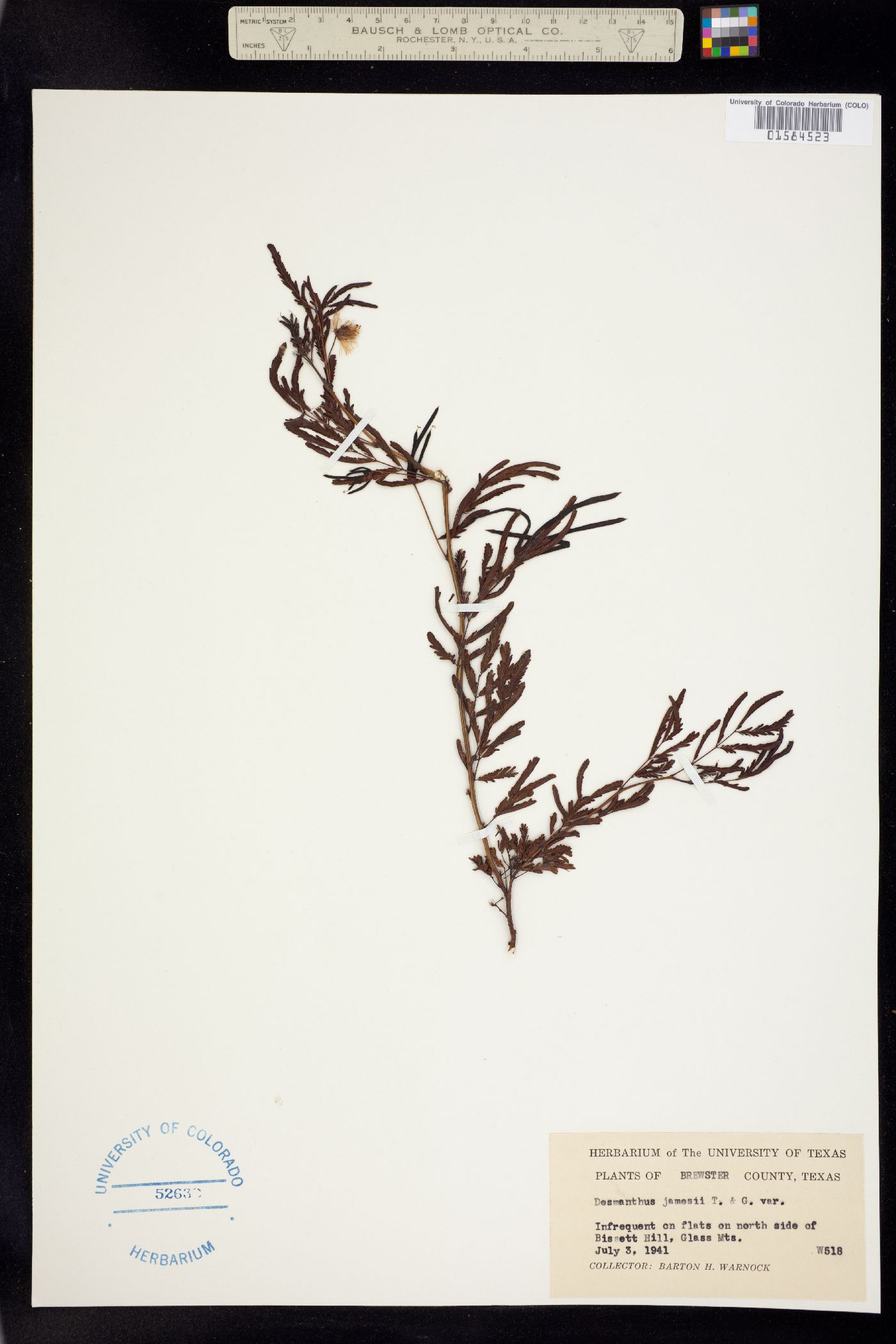 Desmanthus illinoensis image