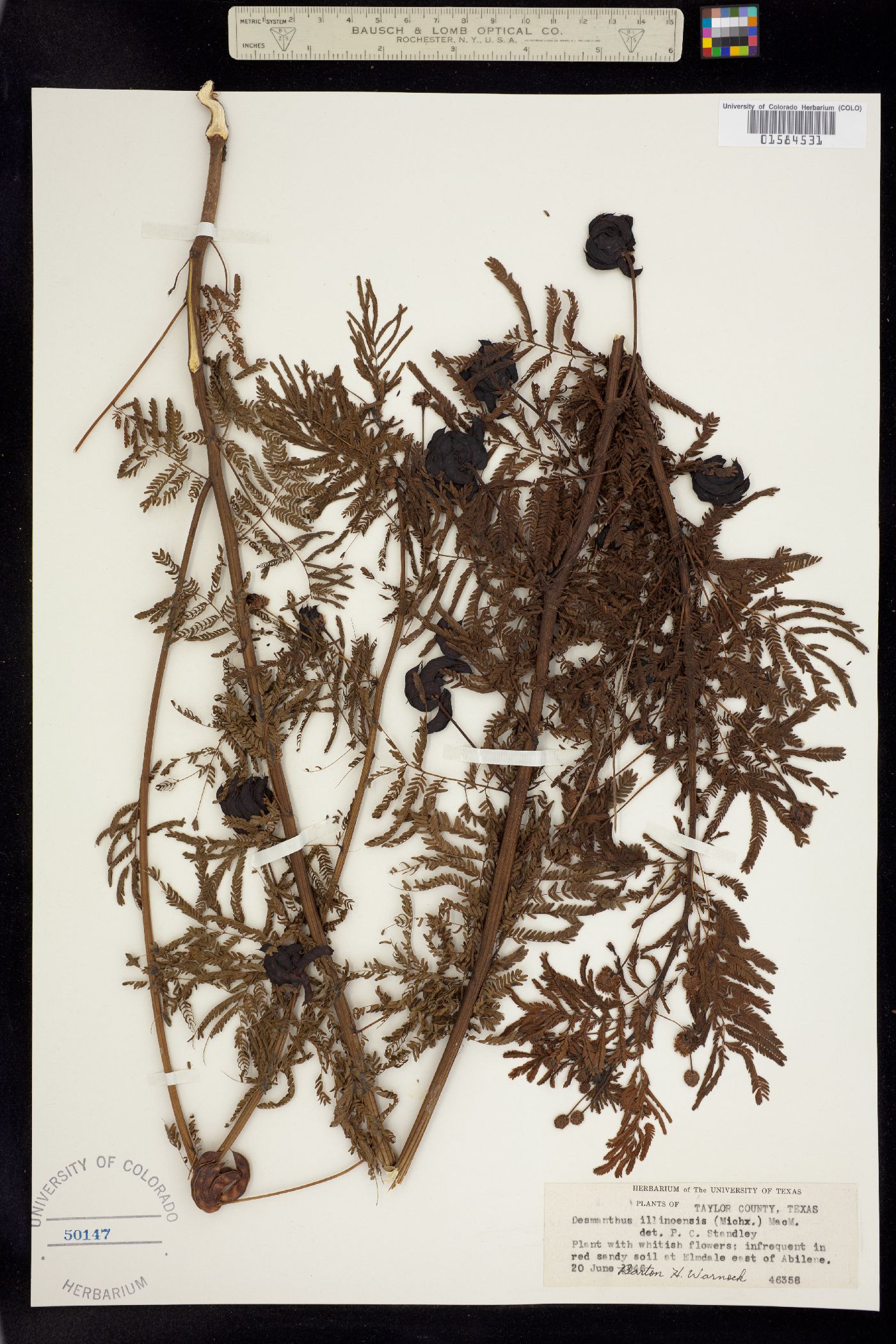 Desmanthus illinoensis image