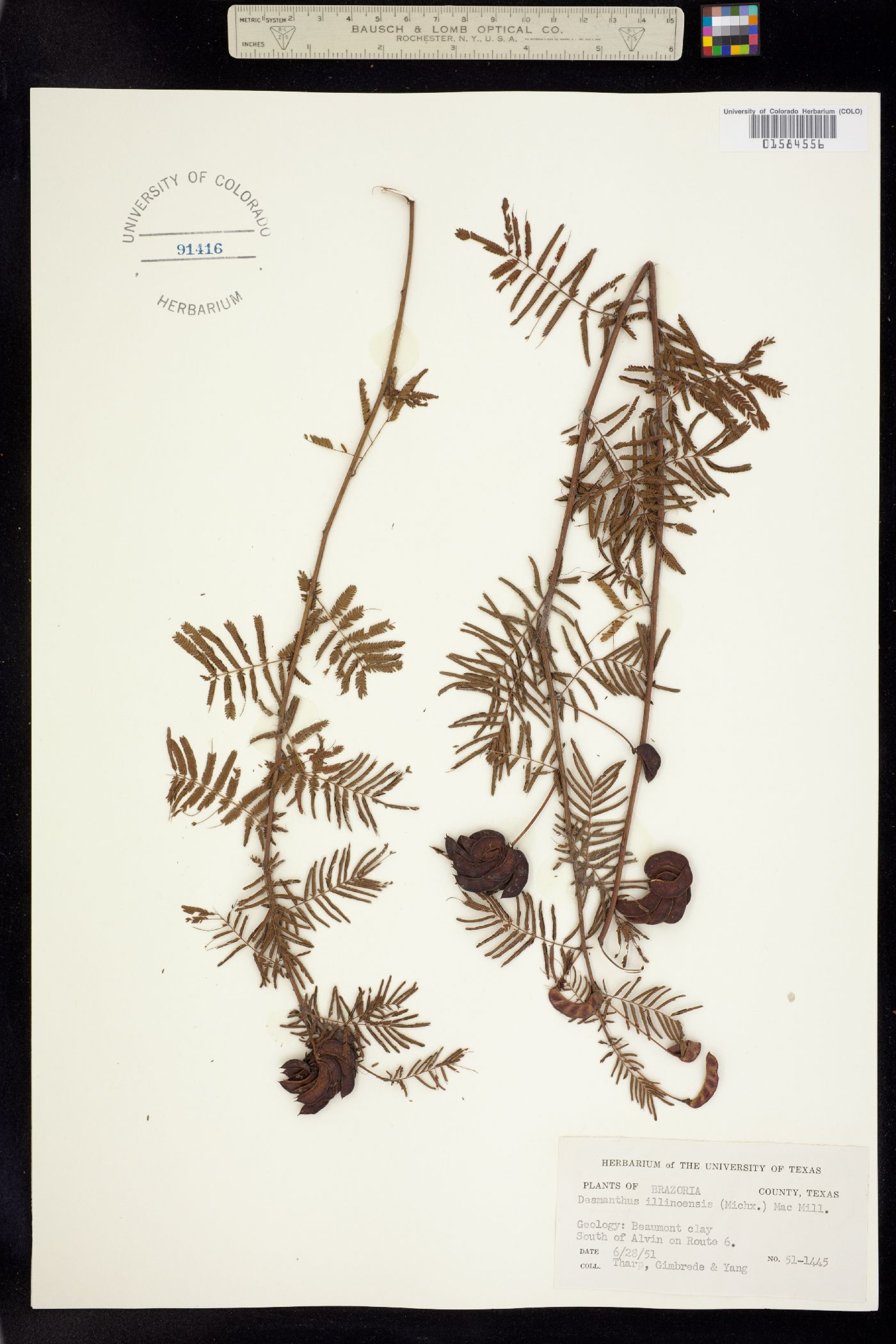 Desmanthus illinoensis image