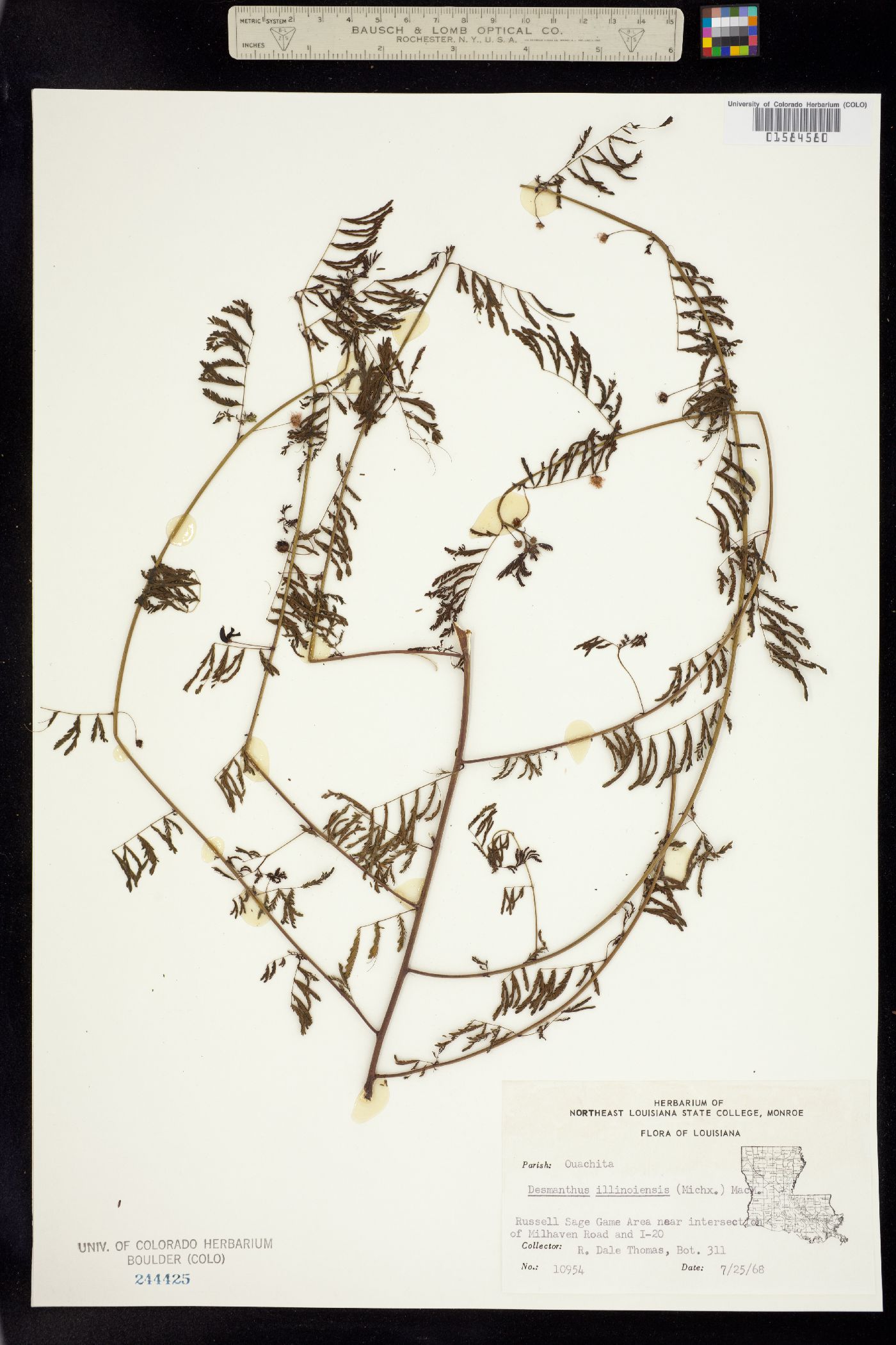 Desmanthus illinoensis image