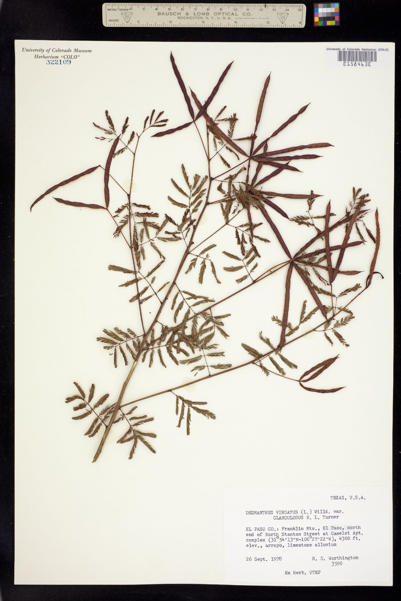 Desmanthus virgatus image