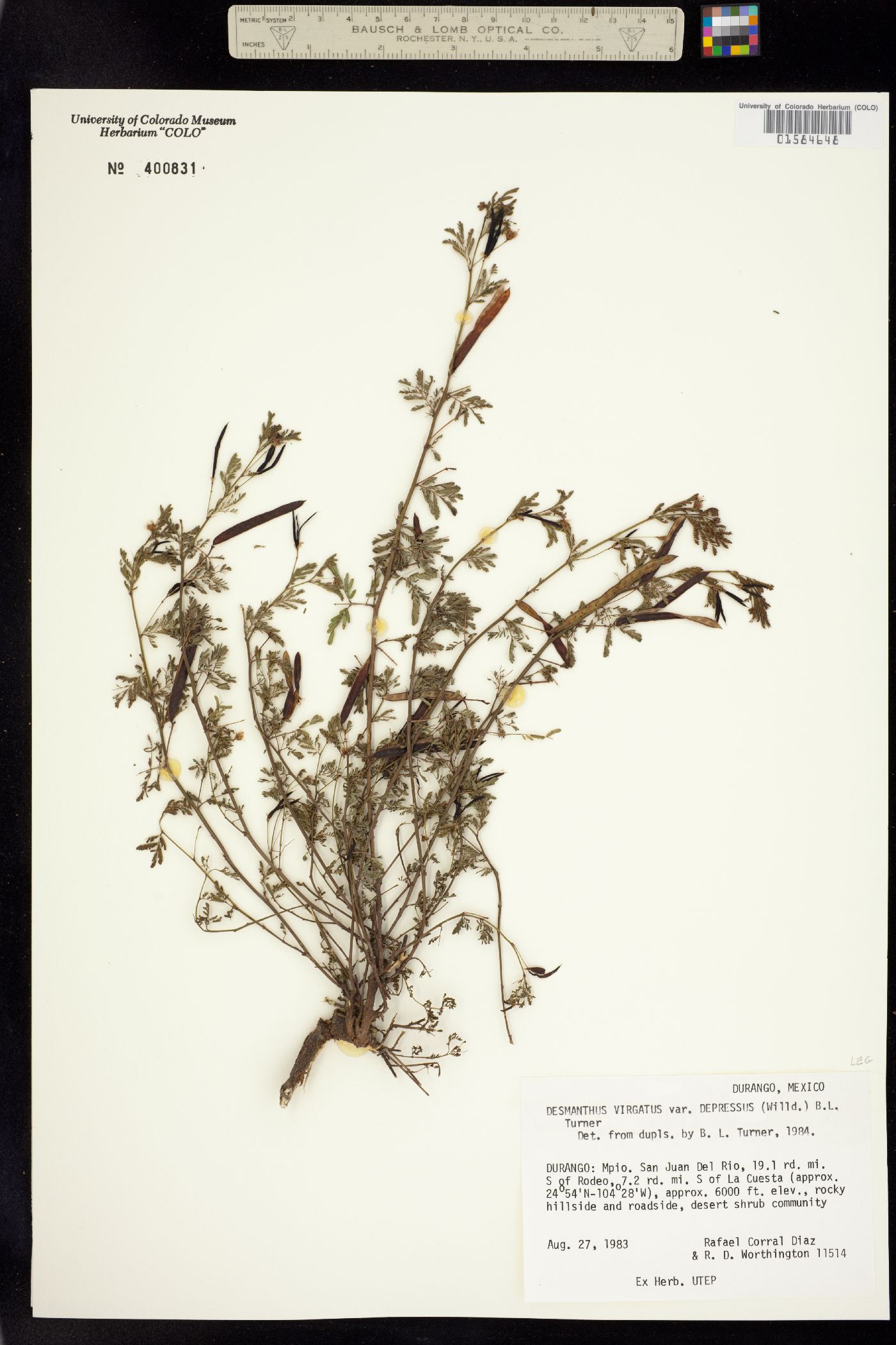 Desmanthus image