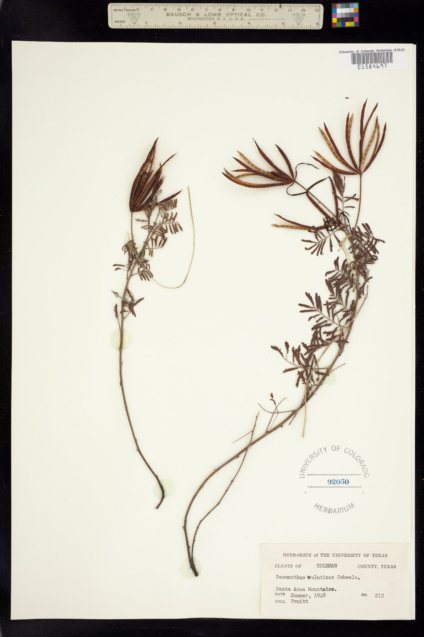 Desmanthus velutinus image
