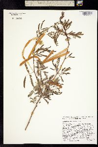 Desmanthus fruticosus image