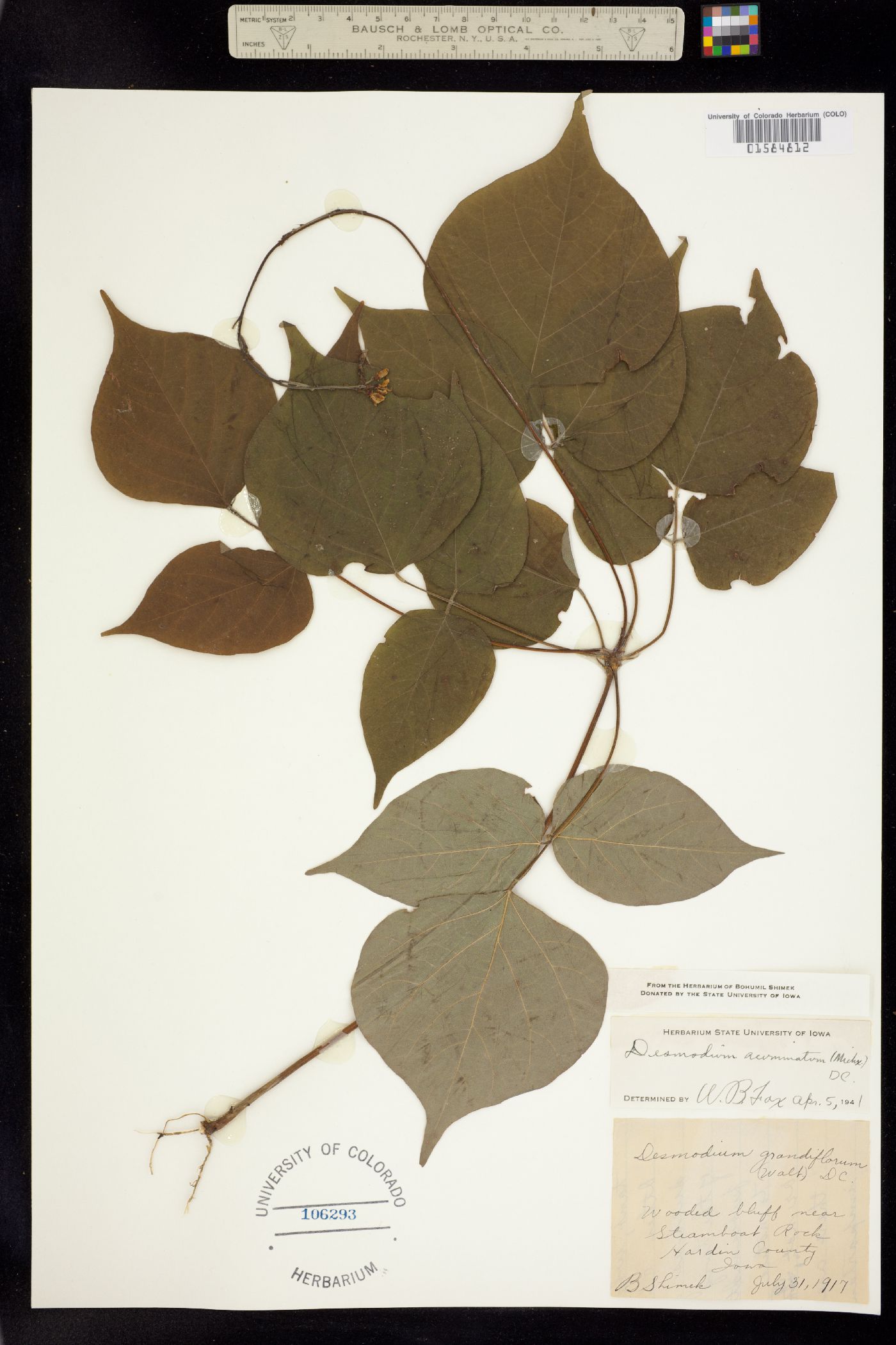 Desmodium glutinosum image