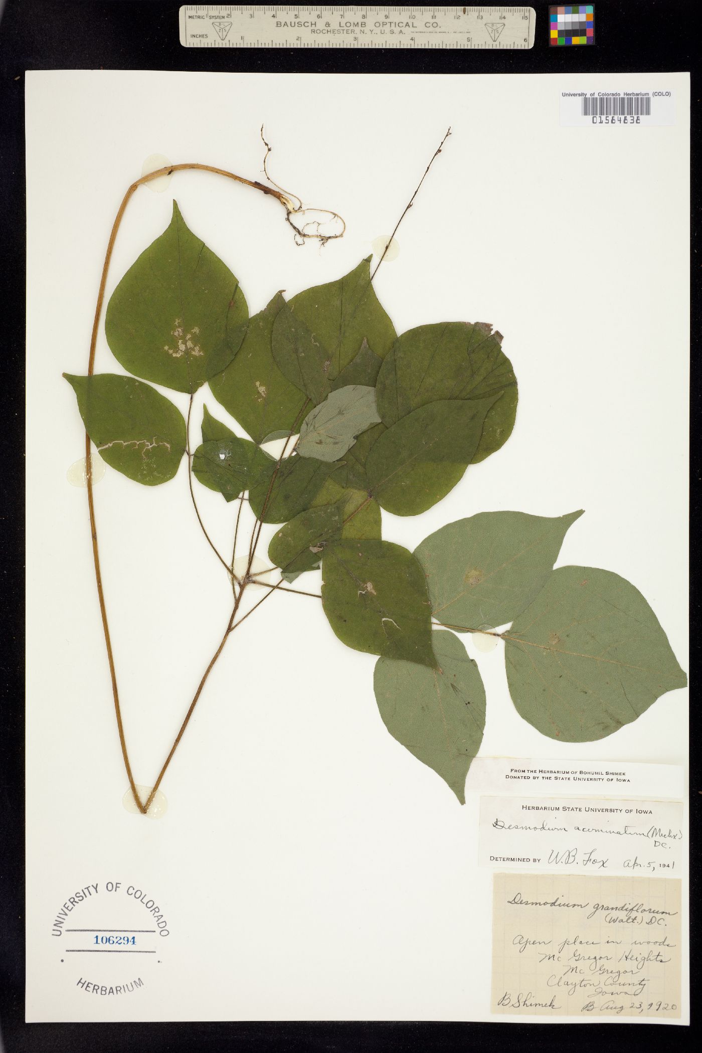 Desmodium acuminatum image