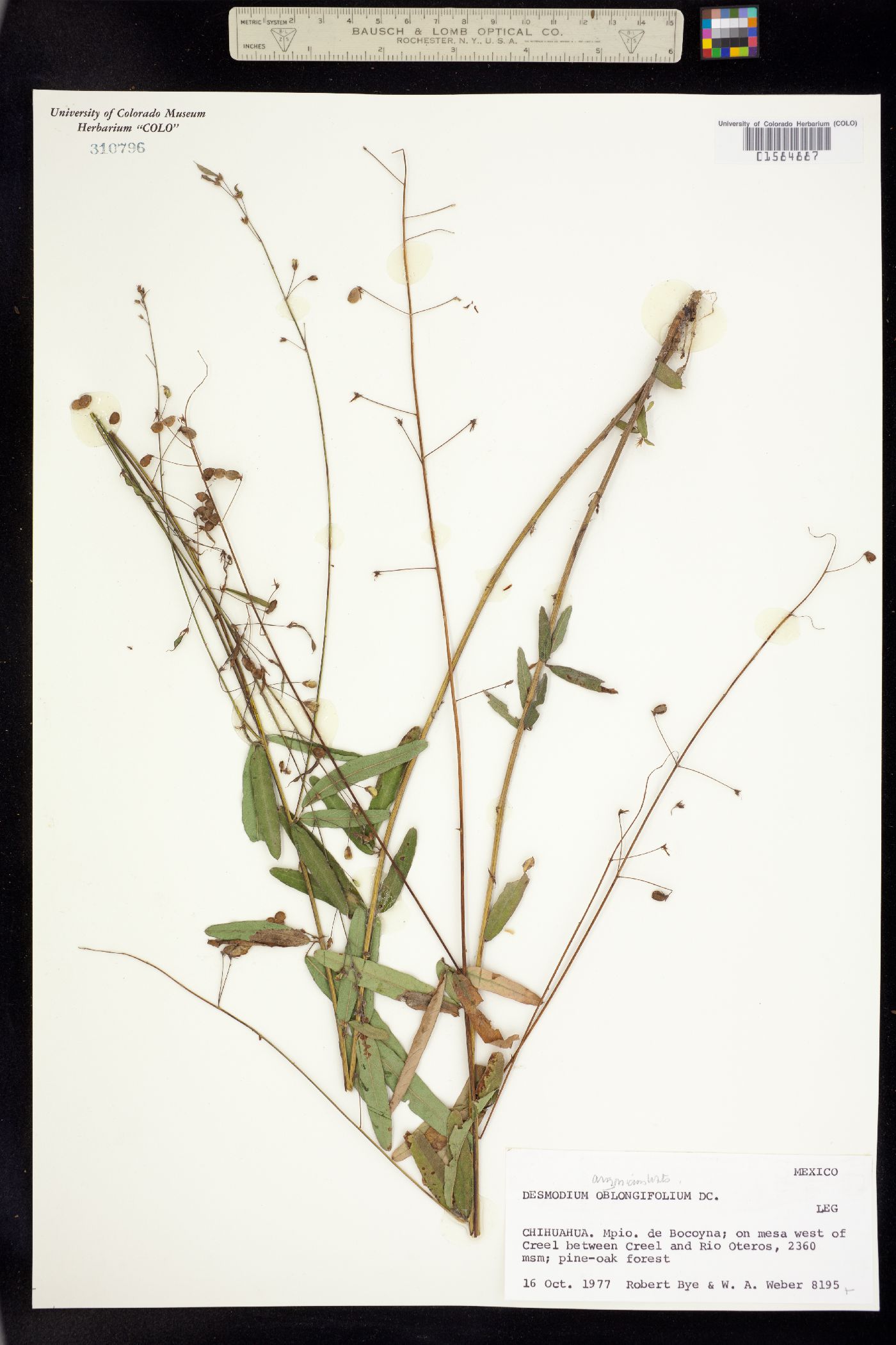 Desmodium arizonicum image