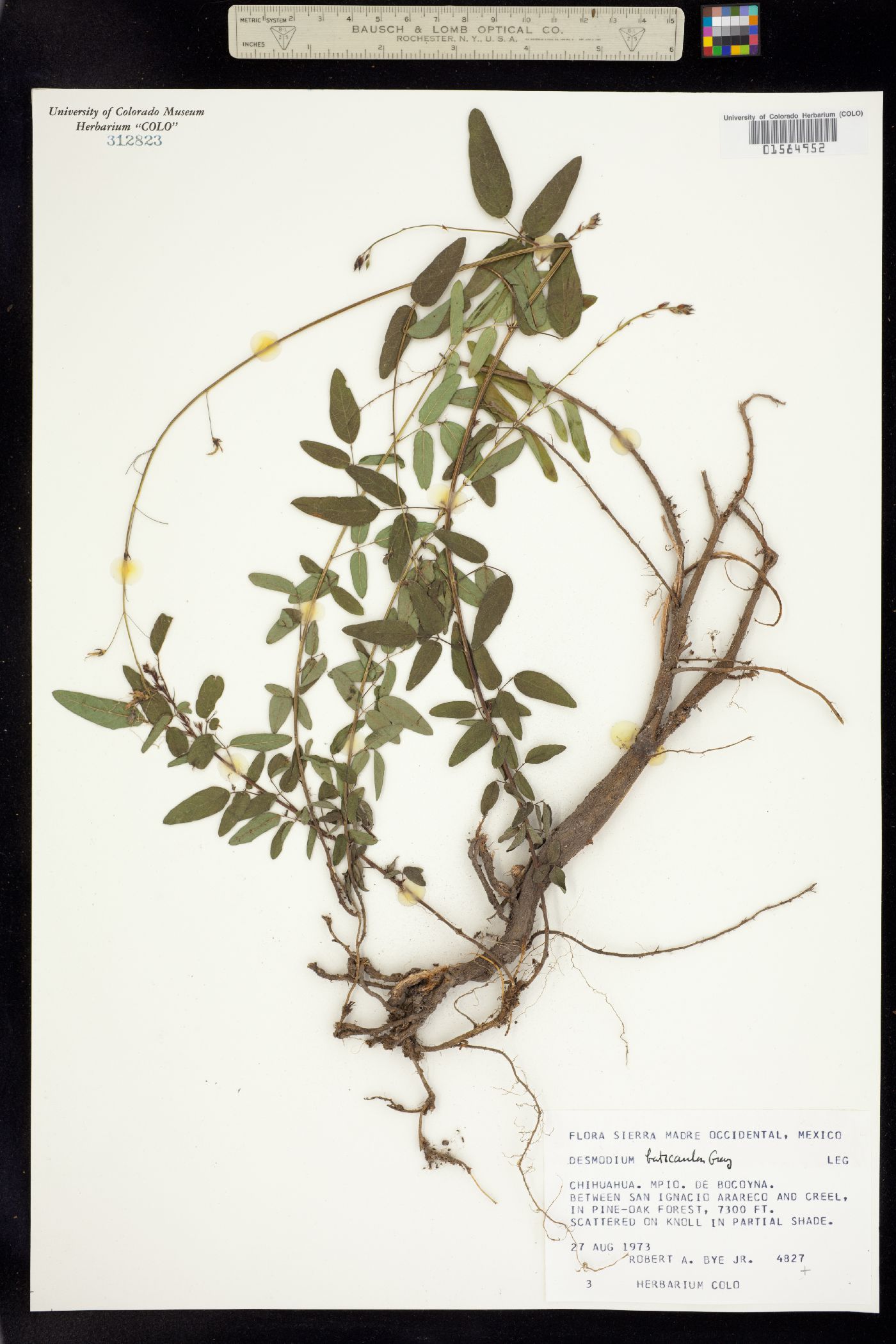 Desmodium image