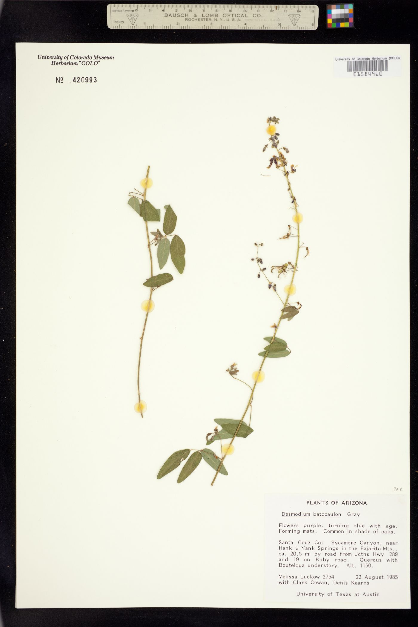Desmodium batocaulon image