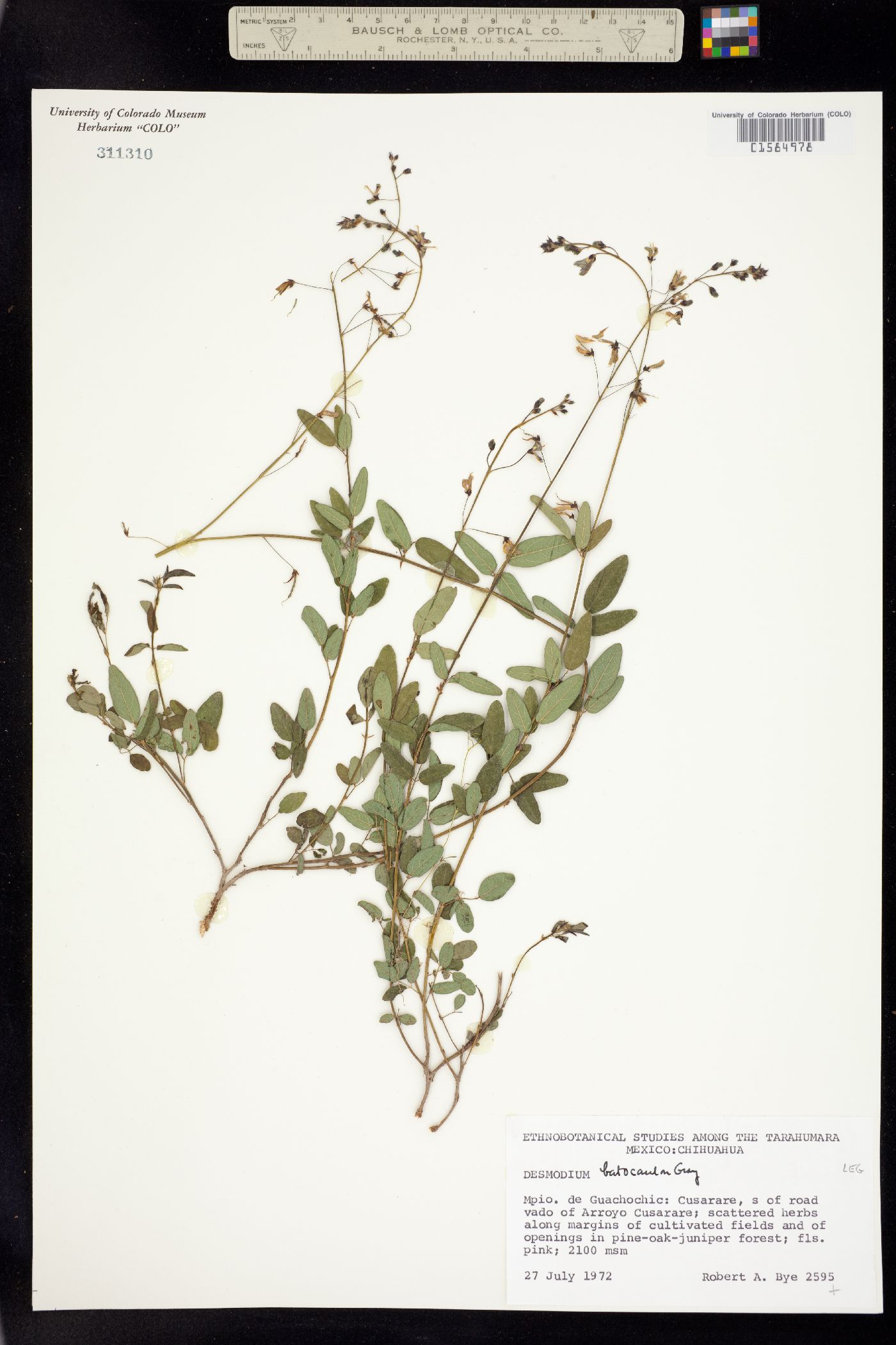 Desmodium batocaulon image