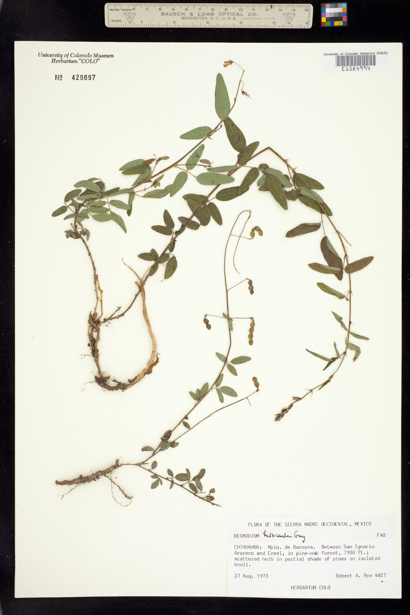 Desmodium batocaulon image