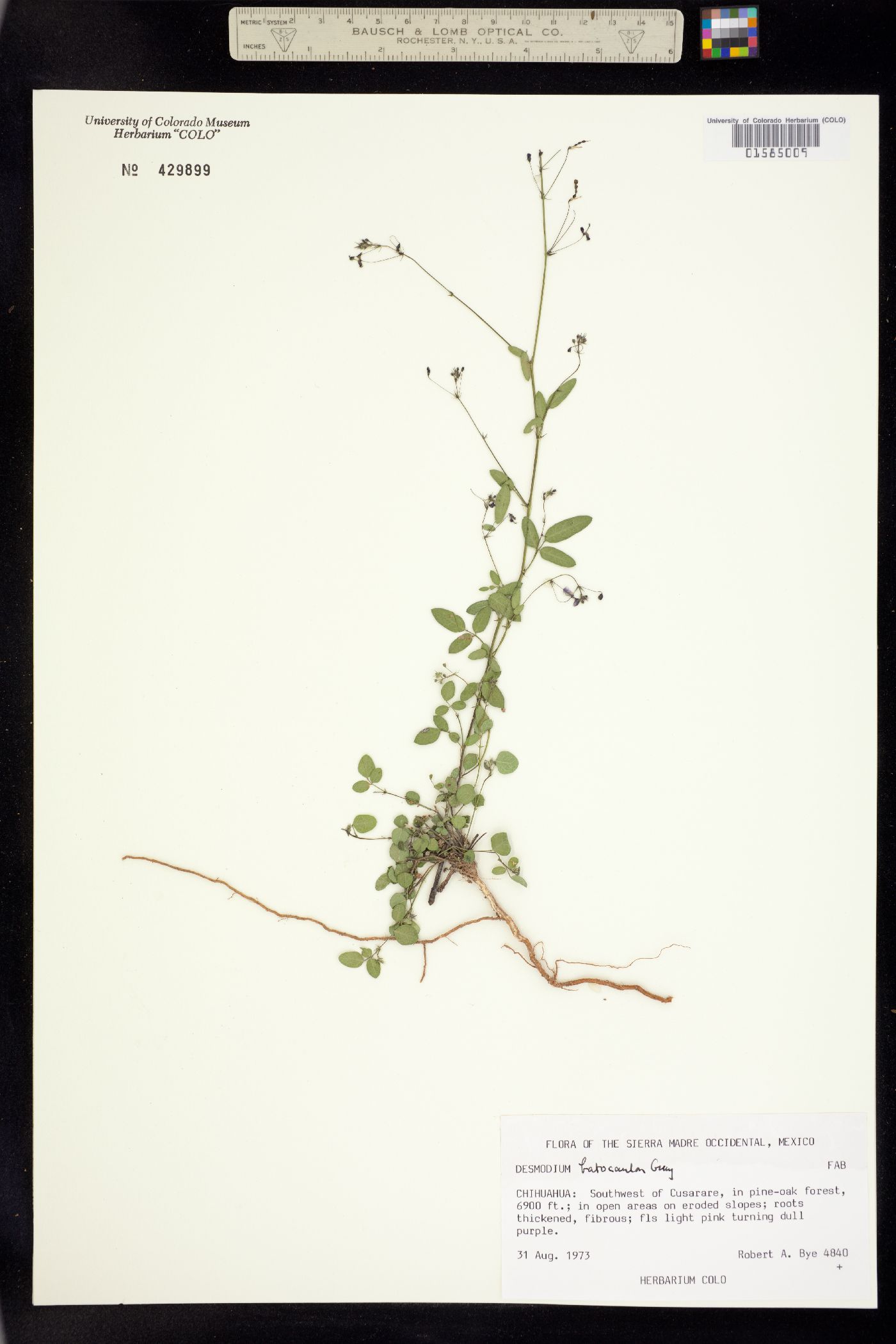 Desmodium batocaulon image