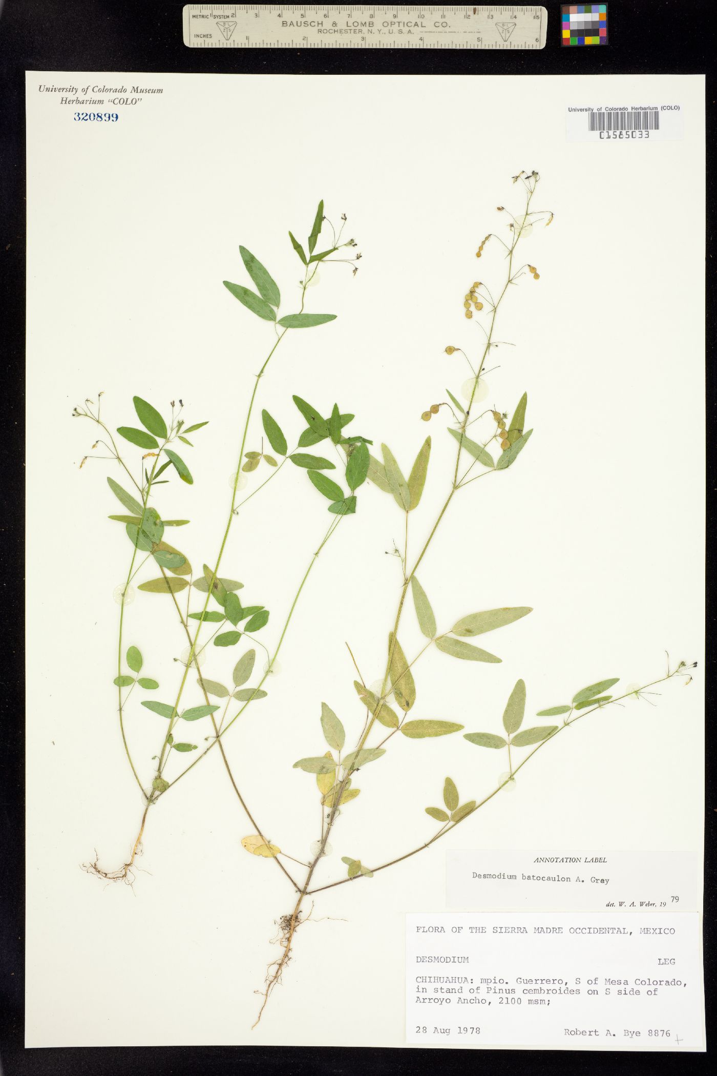 Desmodium batocaulon image