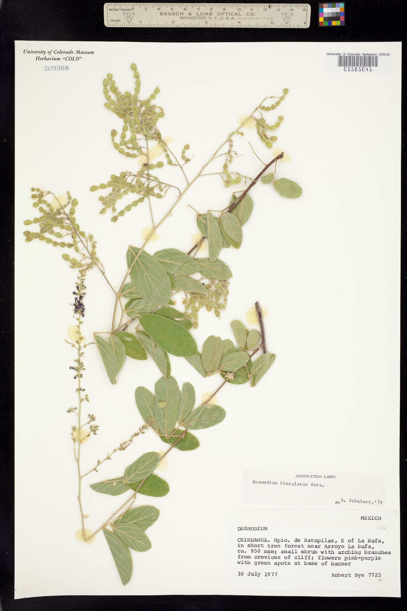 Desmodium bioculatum image