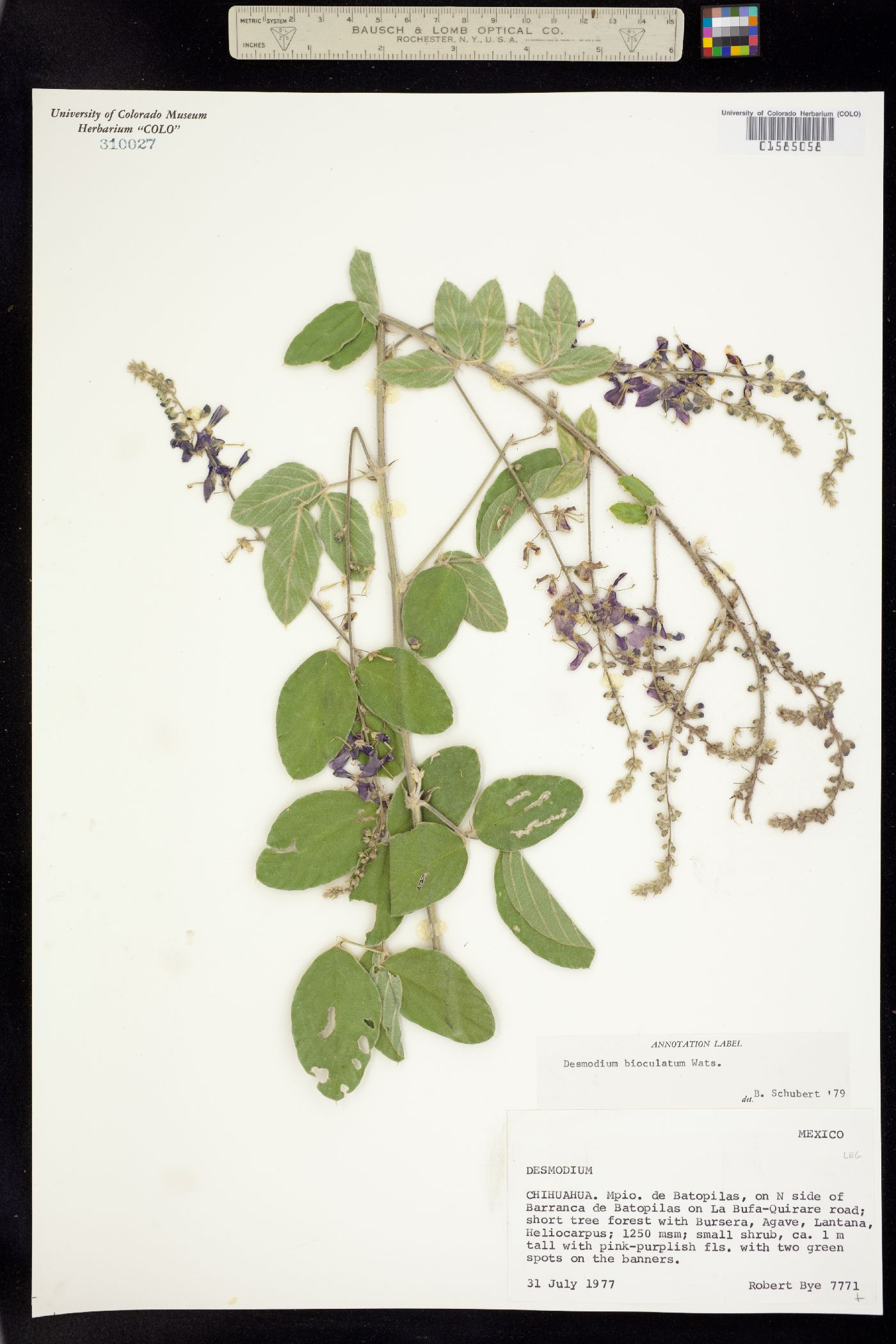 Desmodium bioculatum image