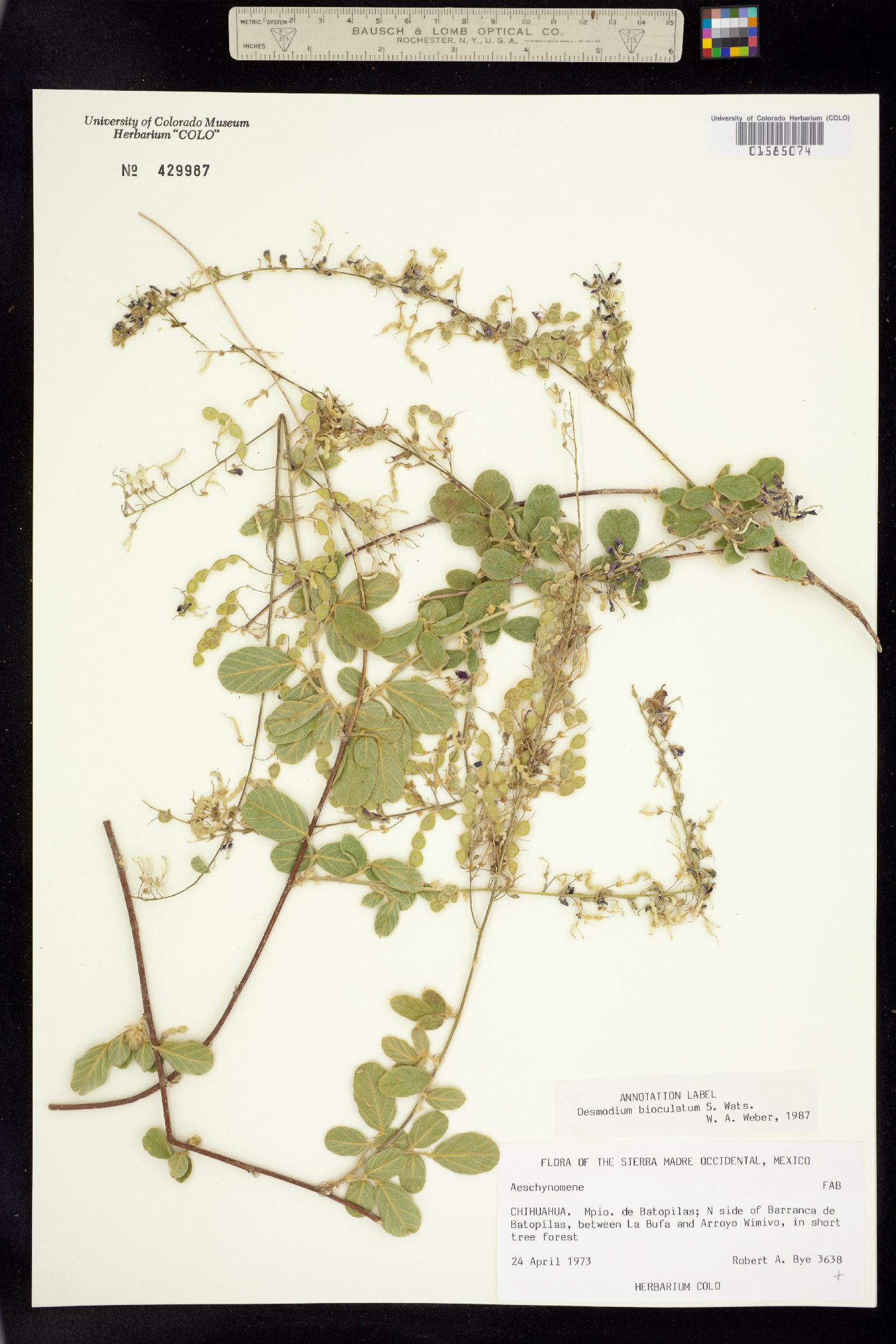 Desmodium bioculatum image