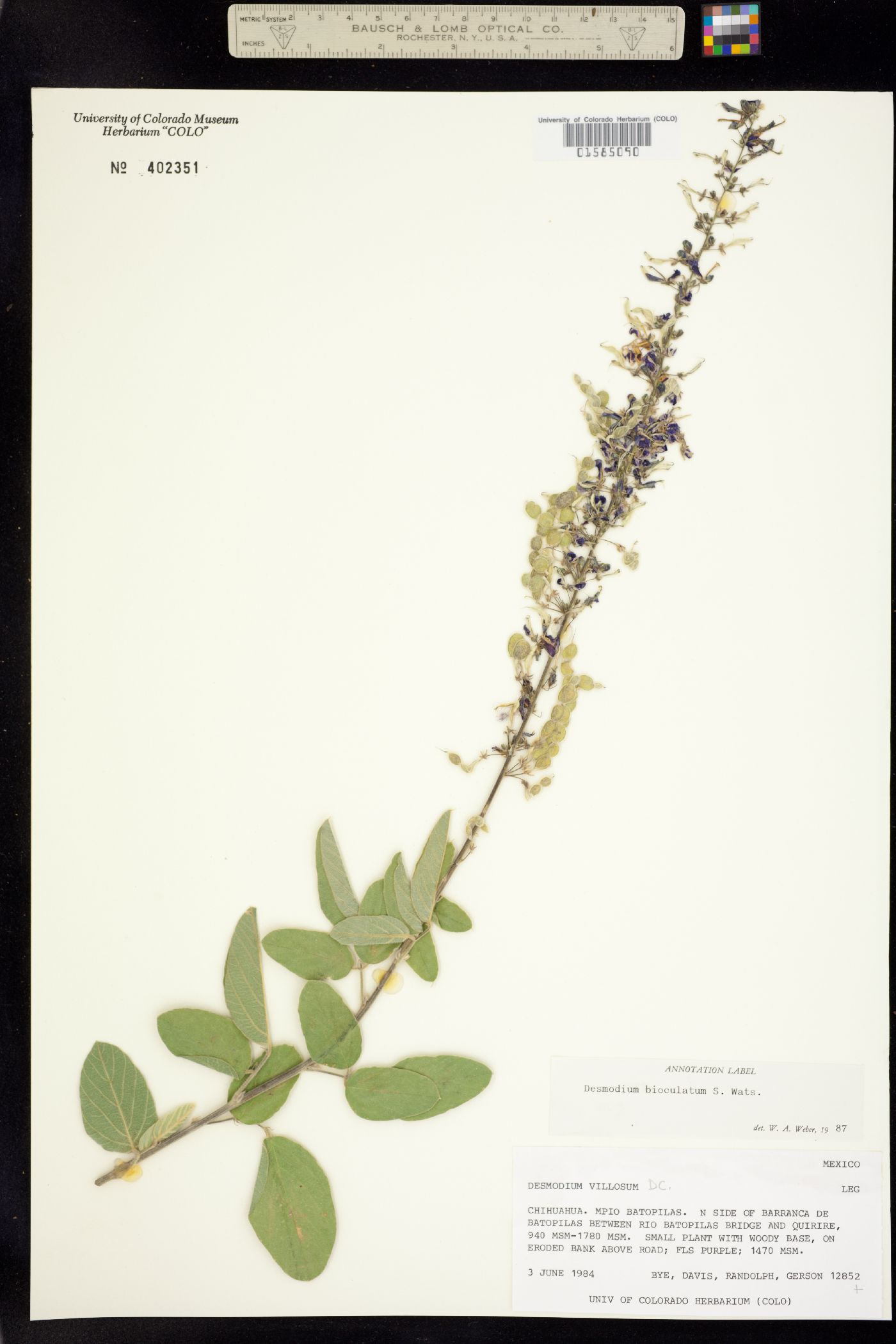 Desmodium bioculatum image