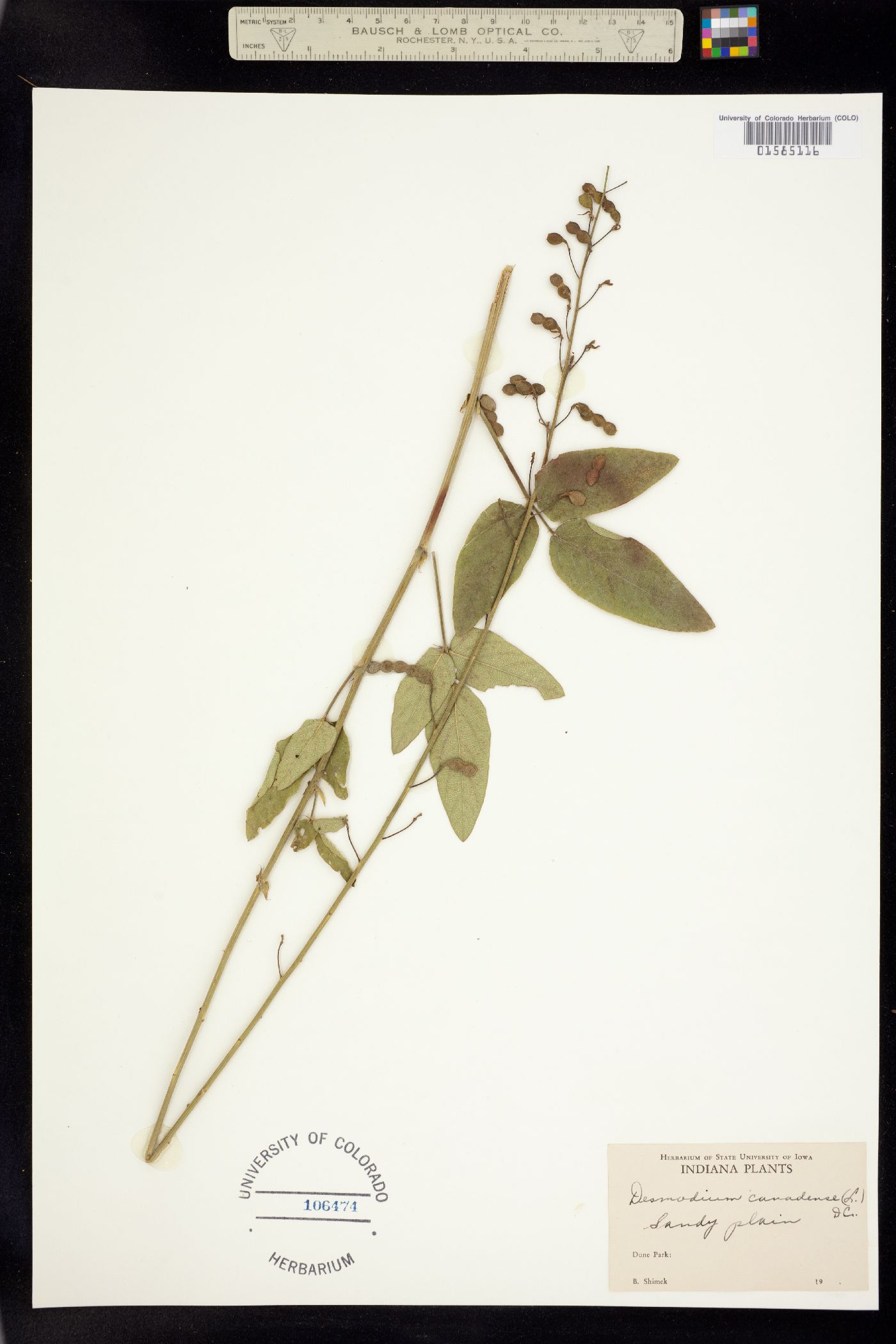 Desmodium canadense image