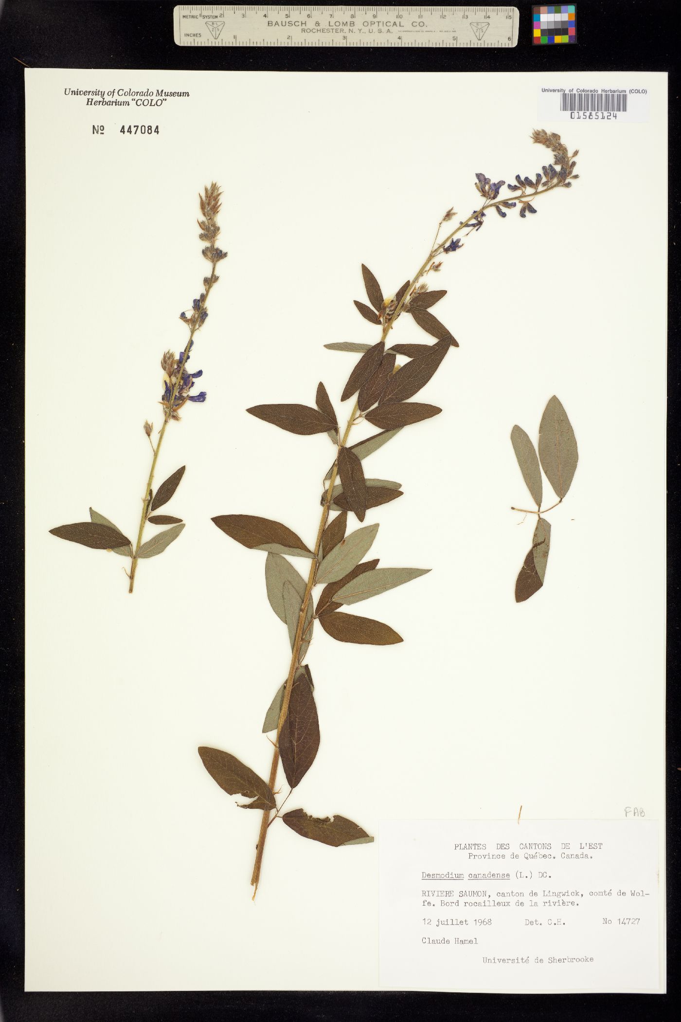 Desmodium canadense image