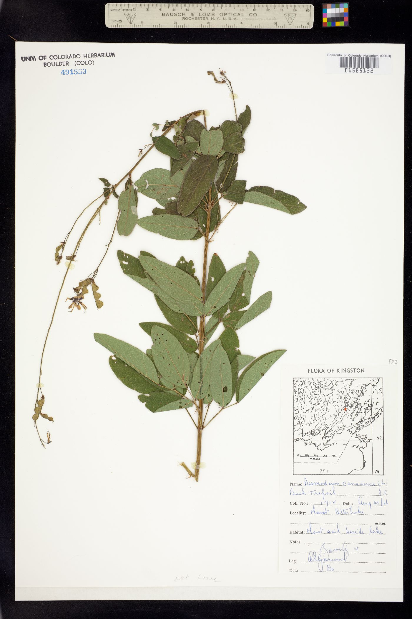 Desmodium canadense image