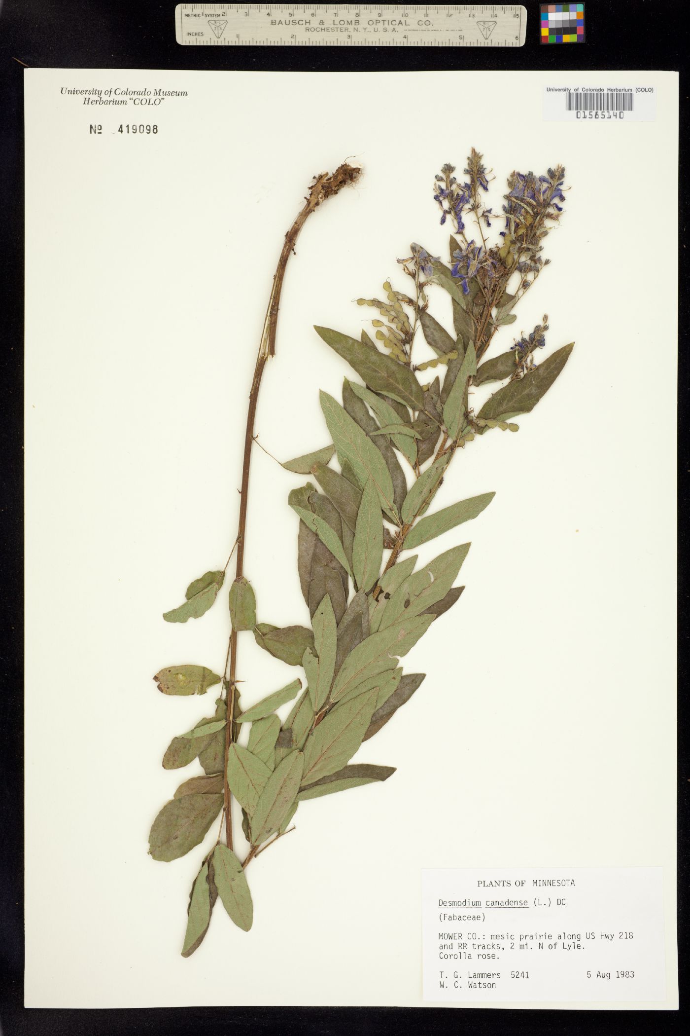 Desmodium canadense image